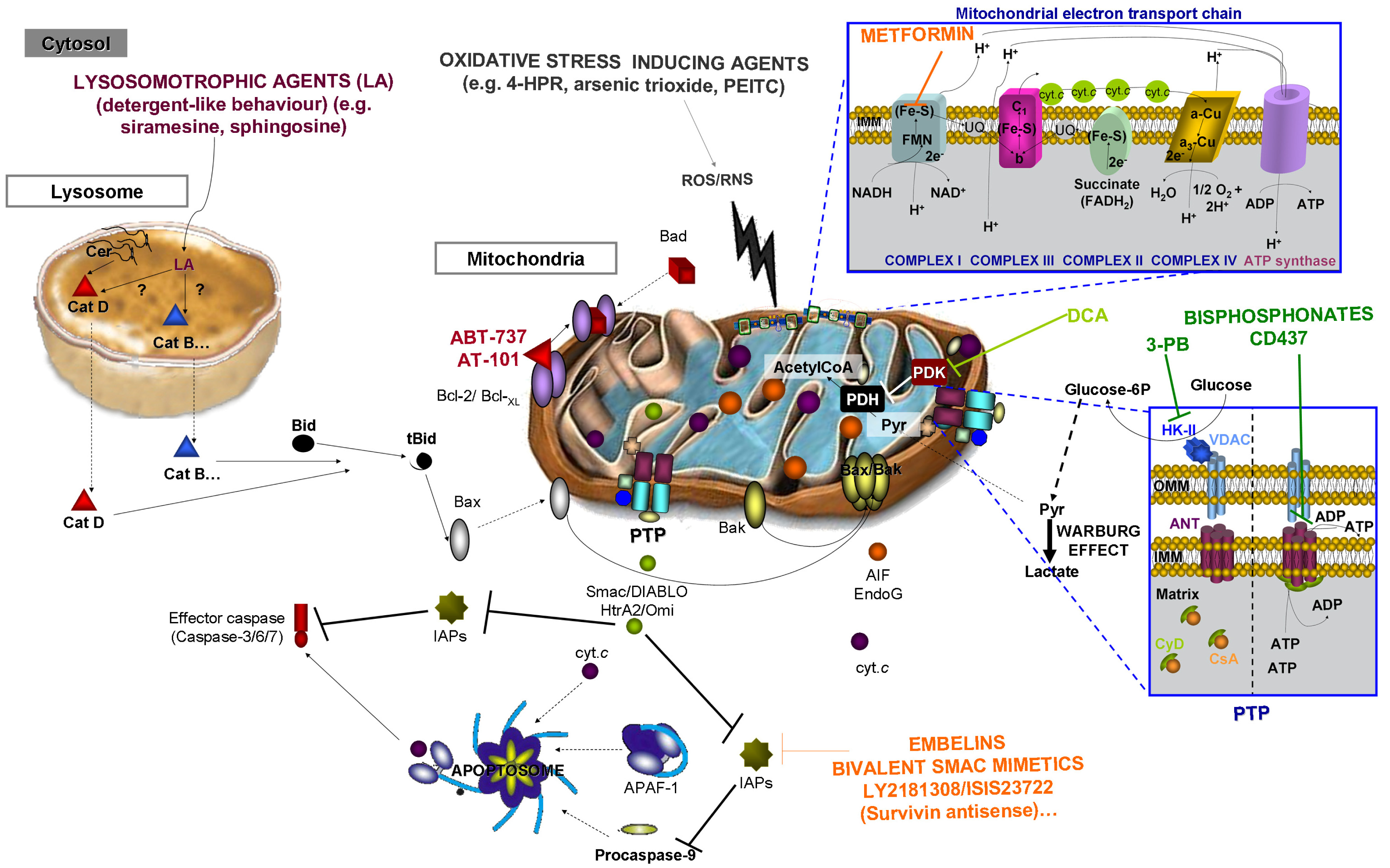 Cancers 03 01042f6 1024