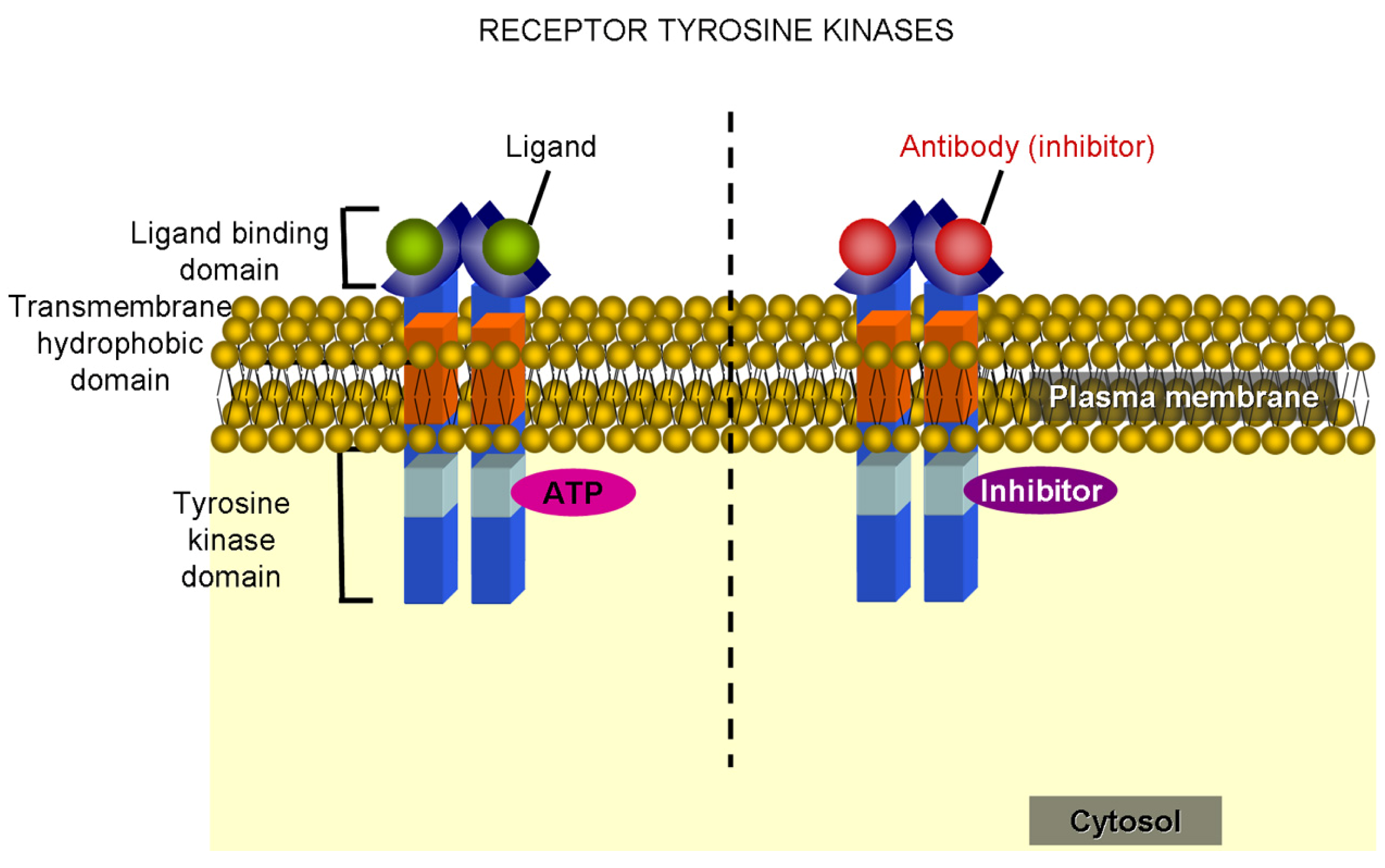 Cancers 03 01042f7 1024
