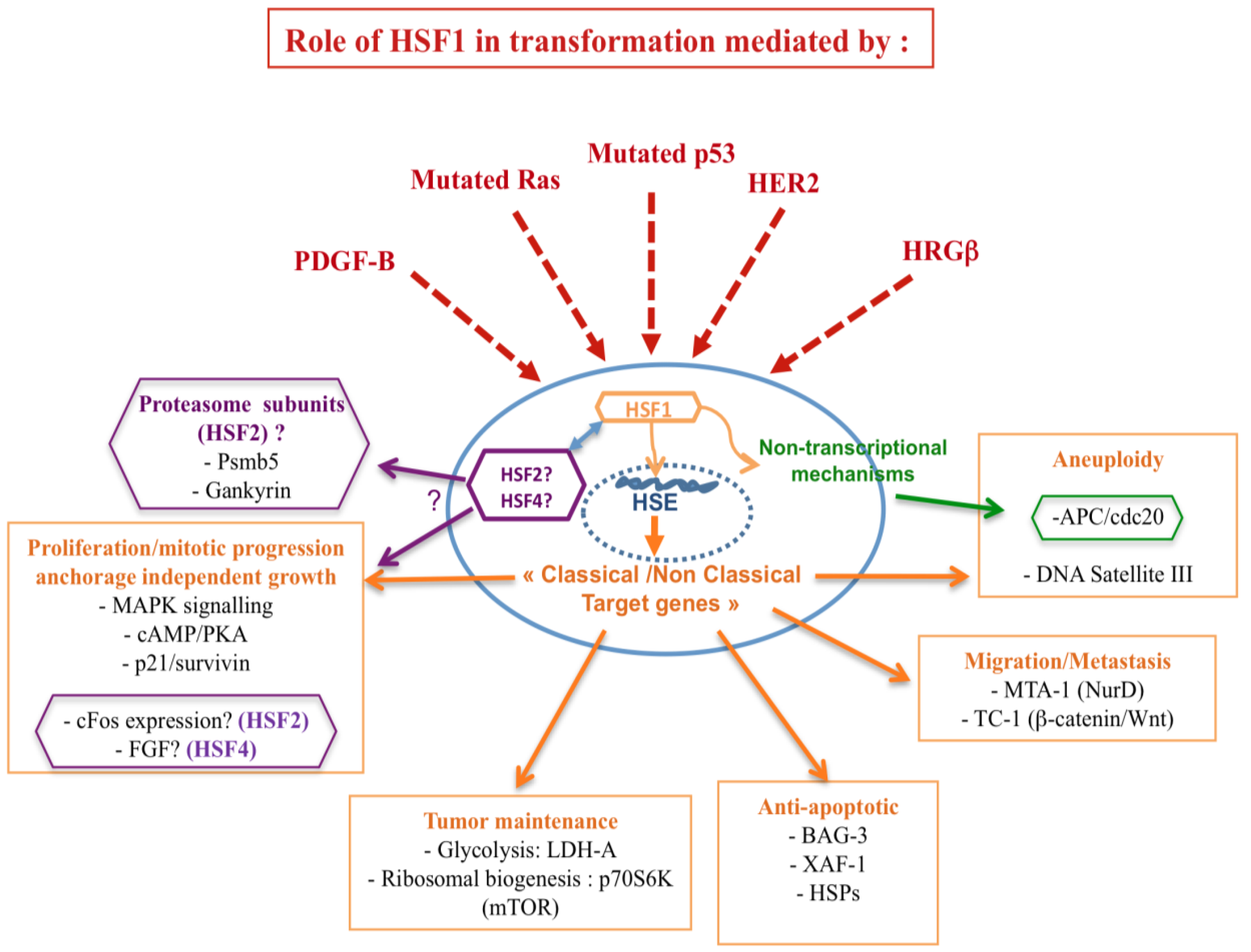Cancers 03 01158f2 1024