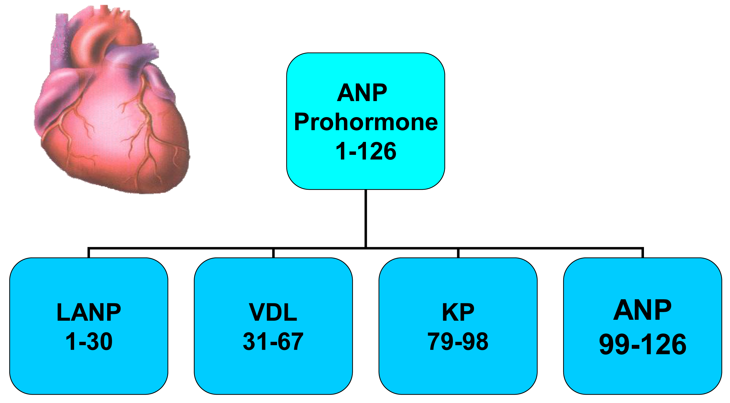 Cancers 03 01182f1 1024