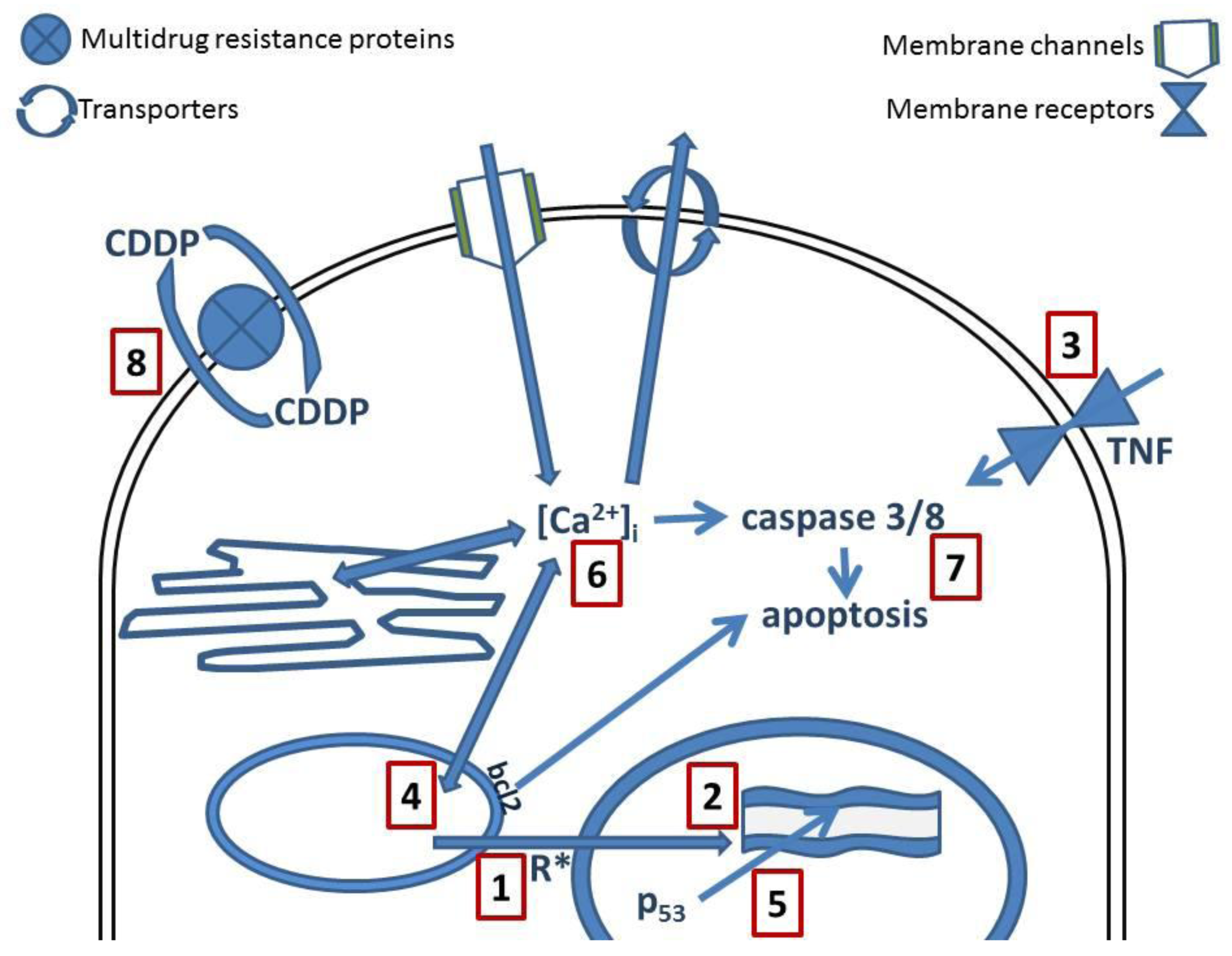 Cancers 03 01351f2 1024