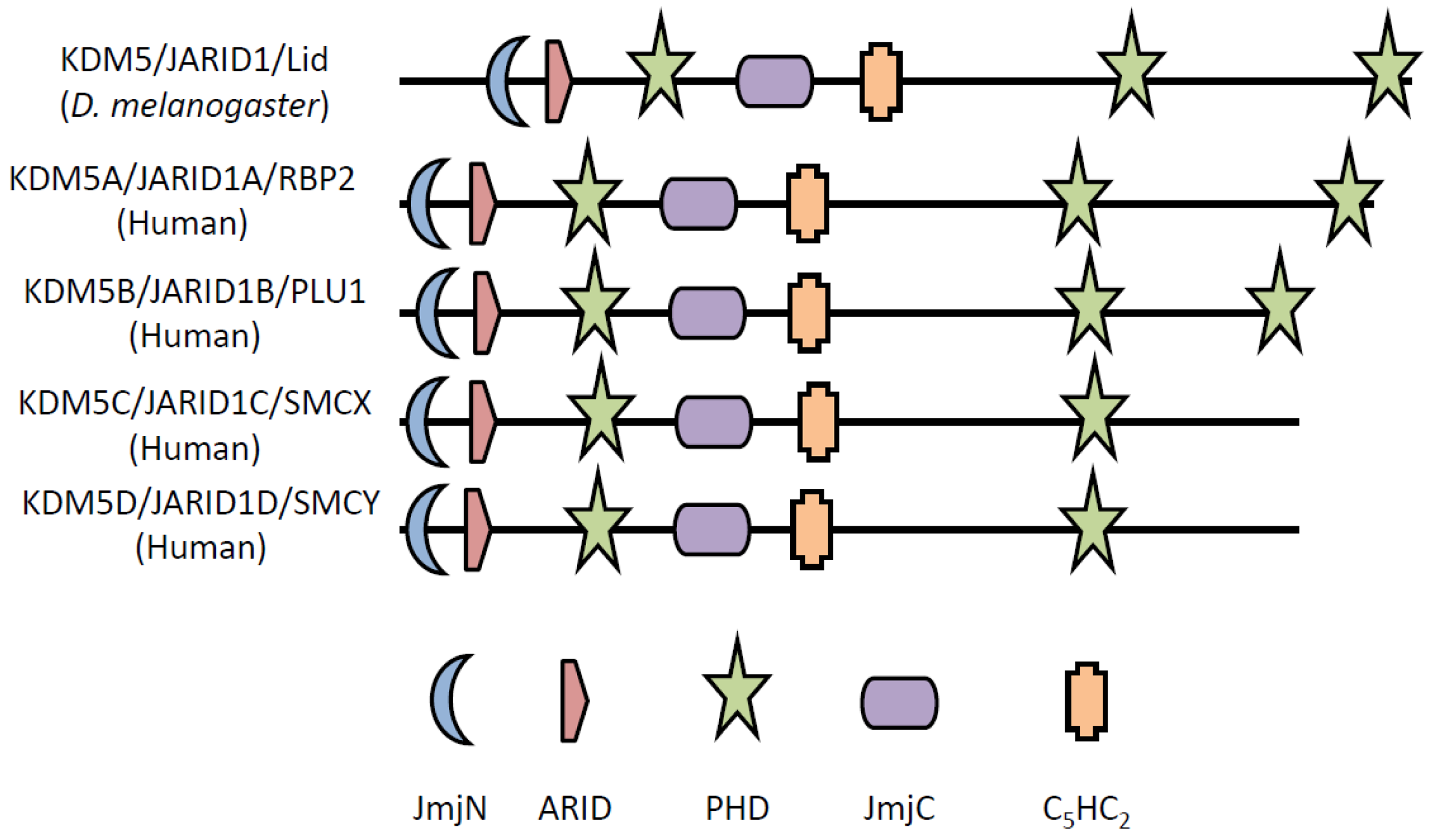 Cancers 03 01383f1 1024