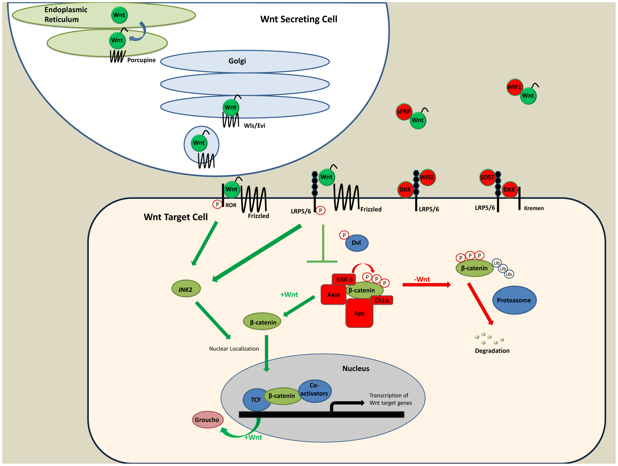 Cancers | Free Full-Text | Wntβ-catenin Signaling in Normal and Cancer  Stem Cells