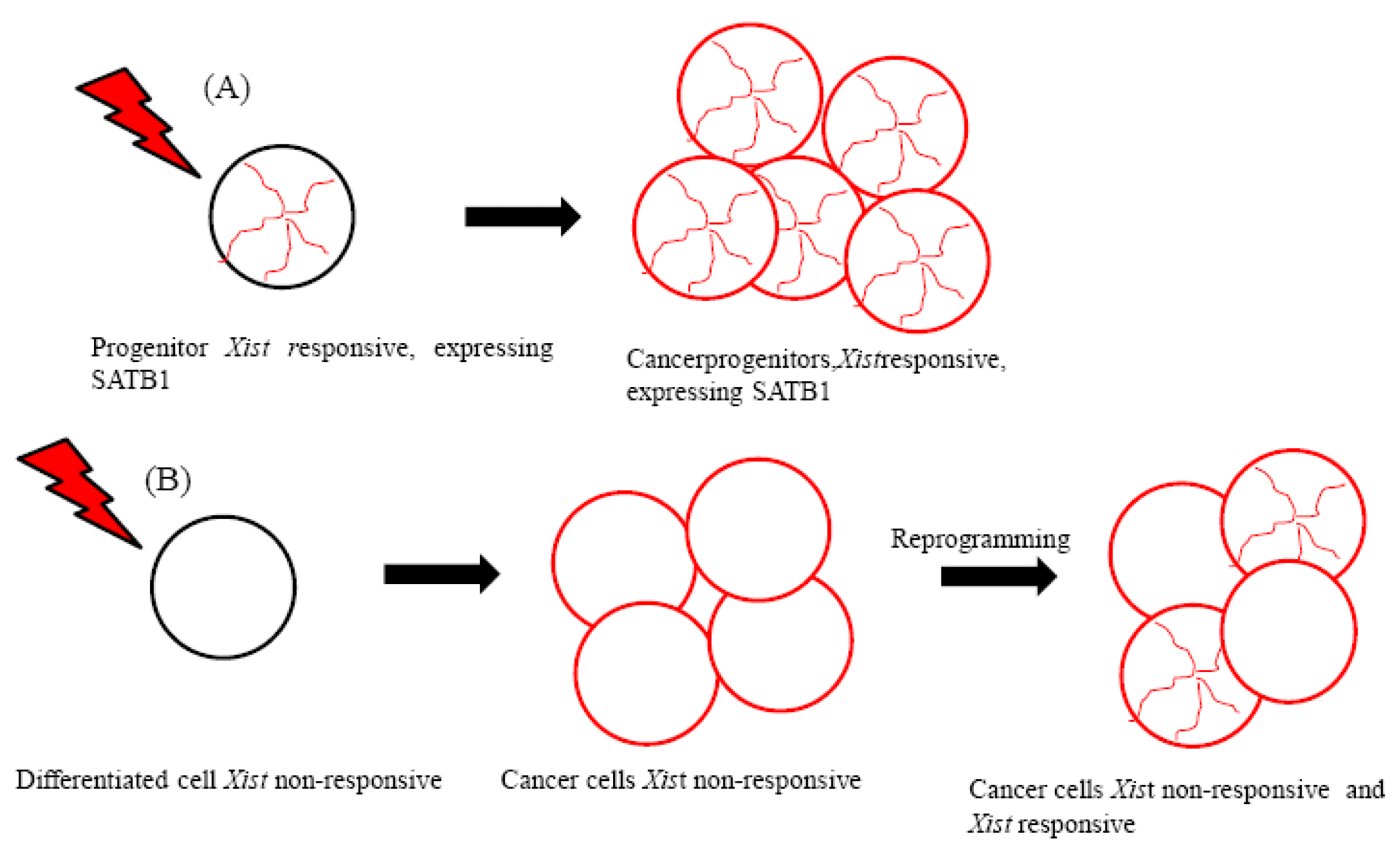 Cancers 03 02169f1 1024