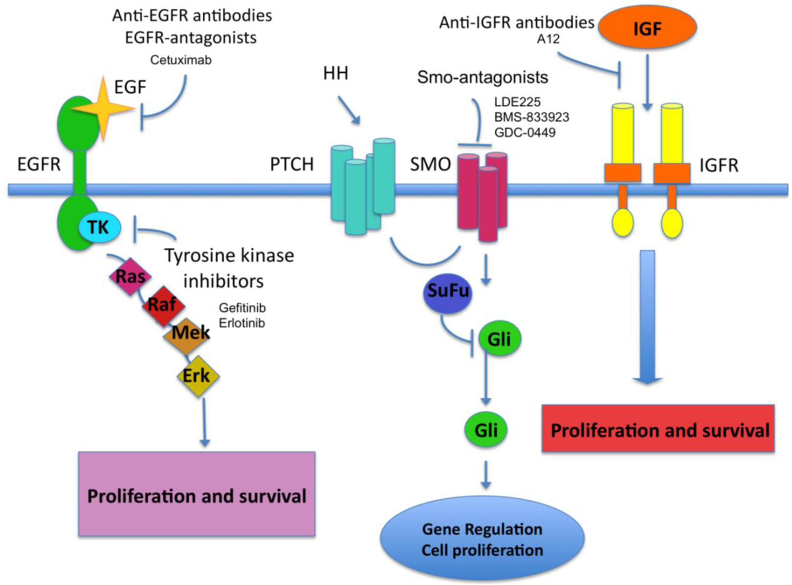 Cancers 03 02255f1 1024