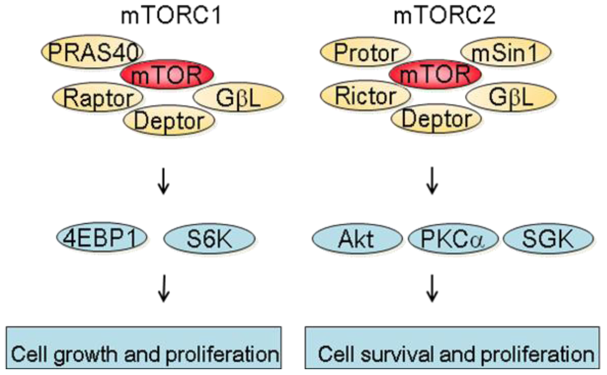 Cancers 03 02478f1 1024