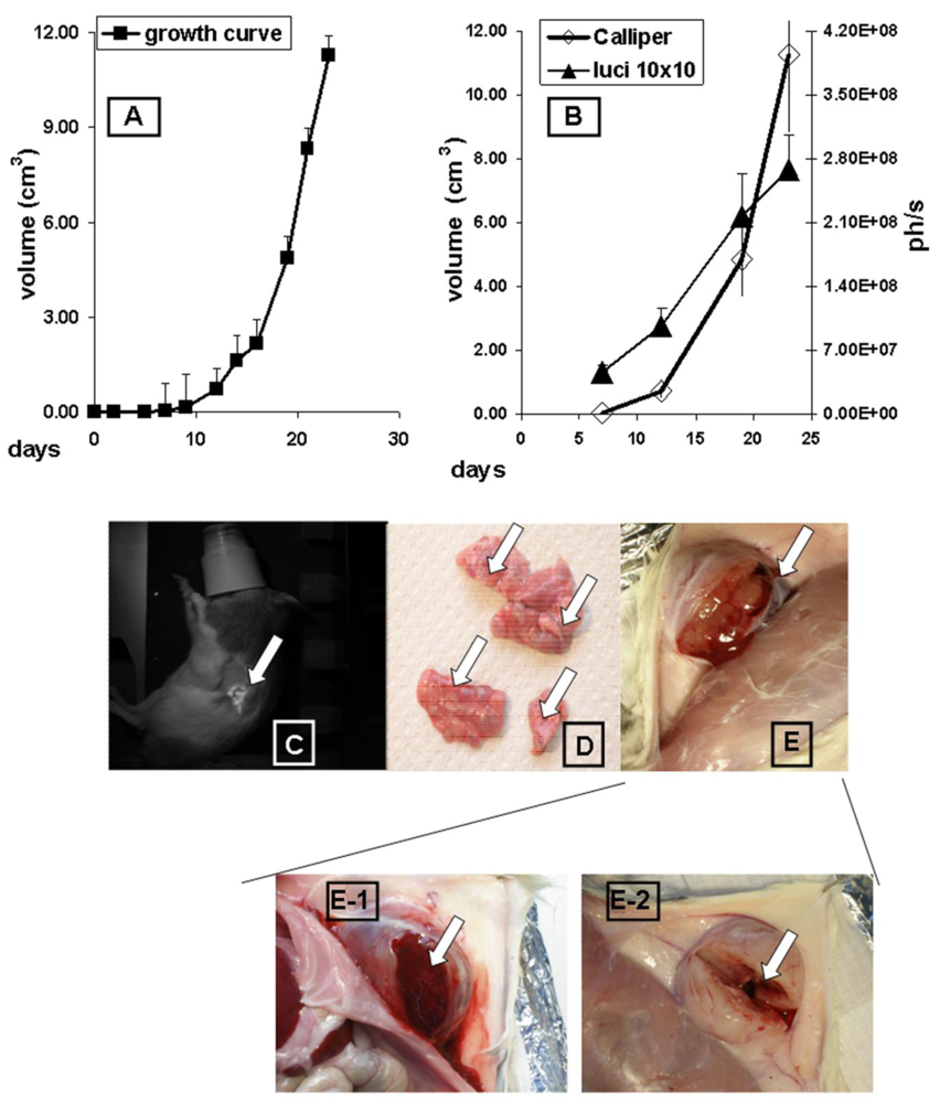 Cancers 03 02679f1 1024