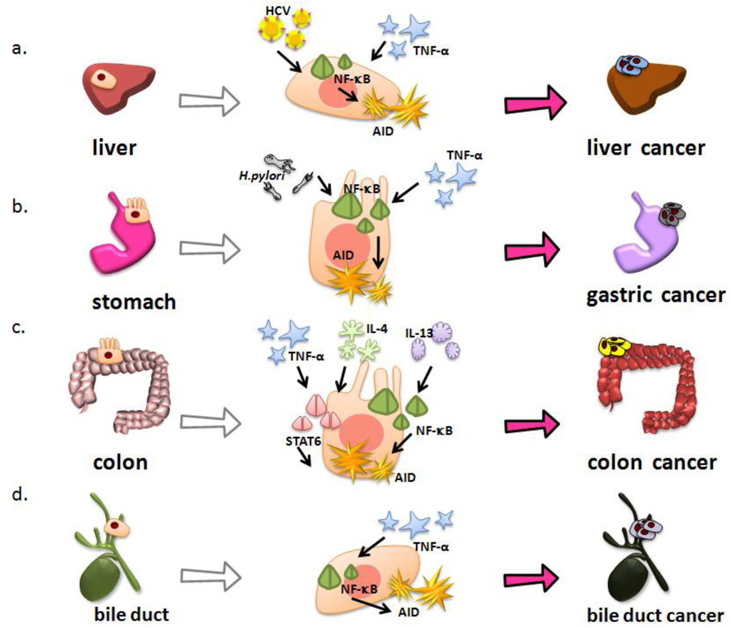 Cancers 03 02750f2 1024