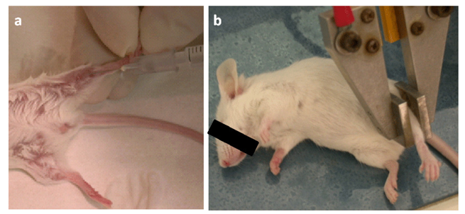 Cancers 03 03225f1 1024