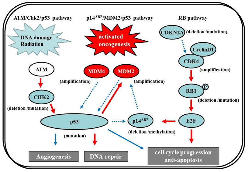 Cancers 03 03242f7 1024