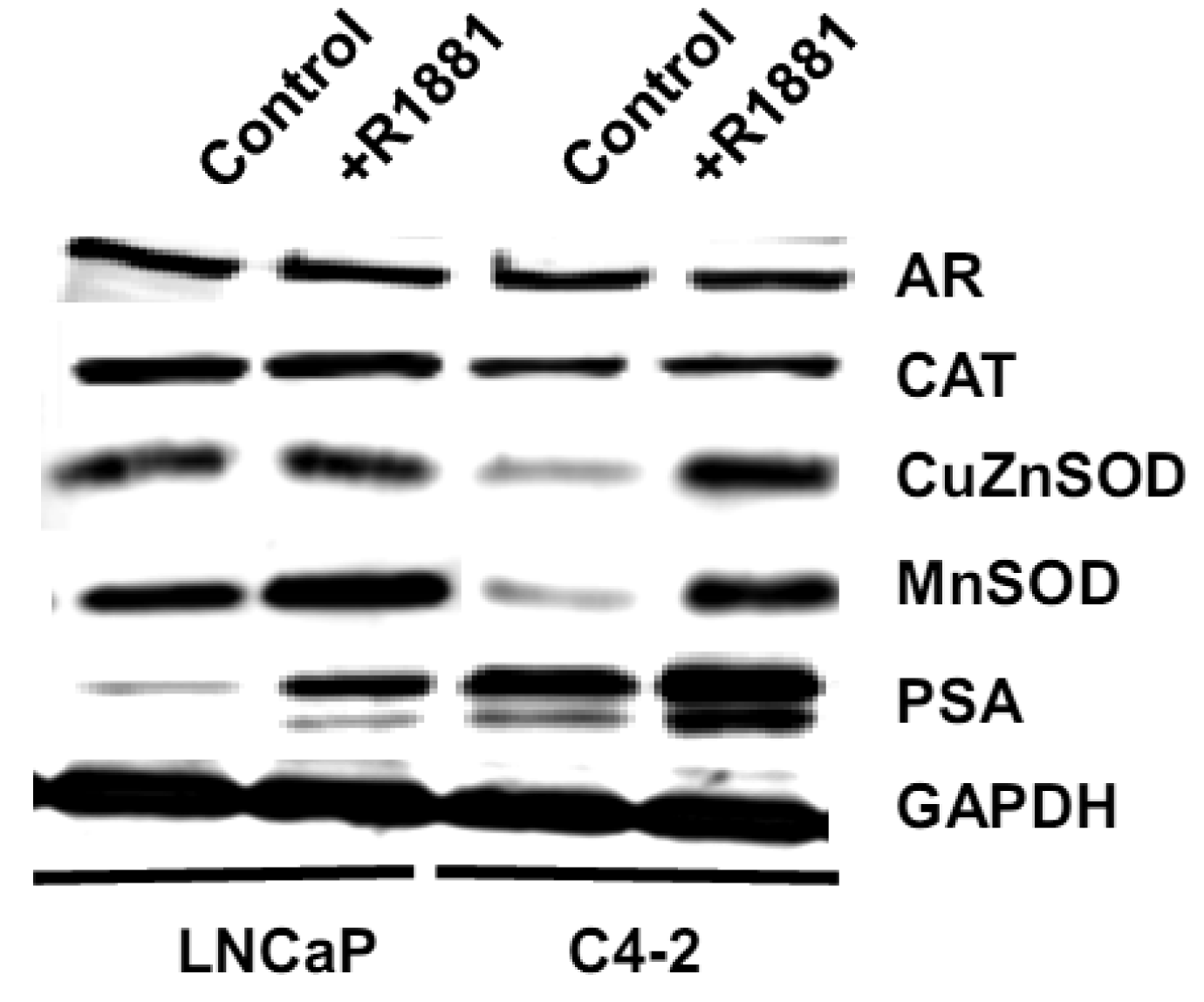 Cancers 03 03557f11 1024
