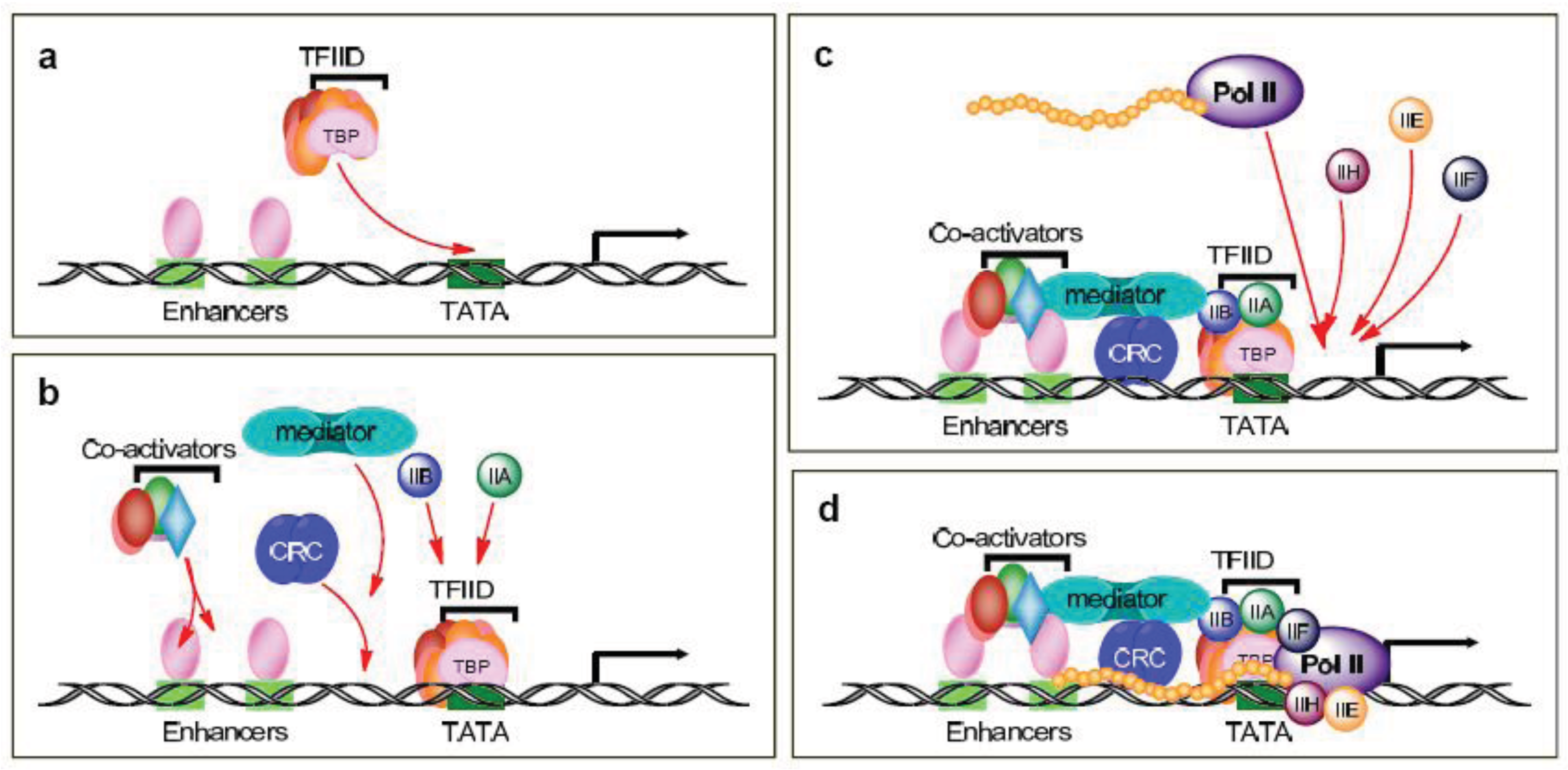 Cancers 03 04170f1 1024
