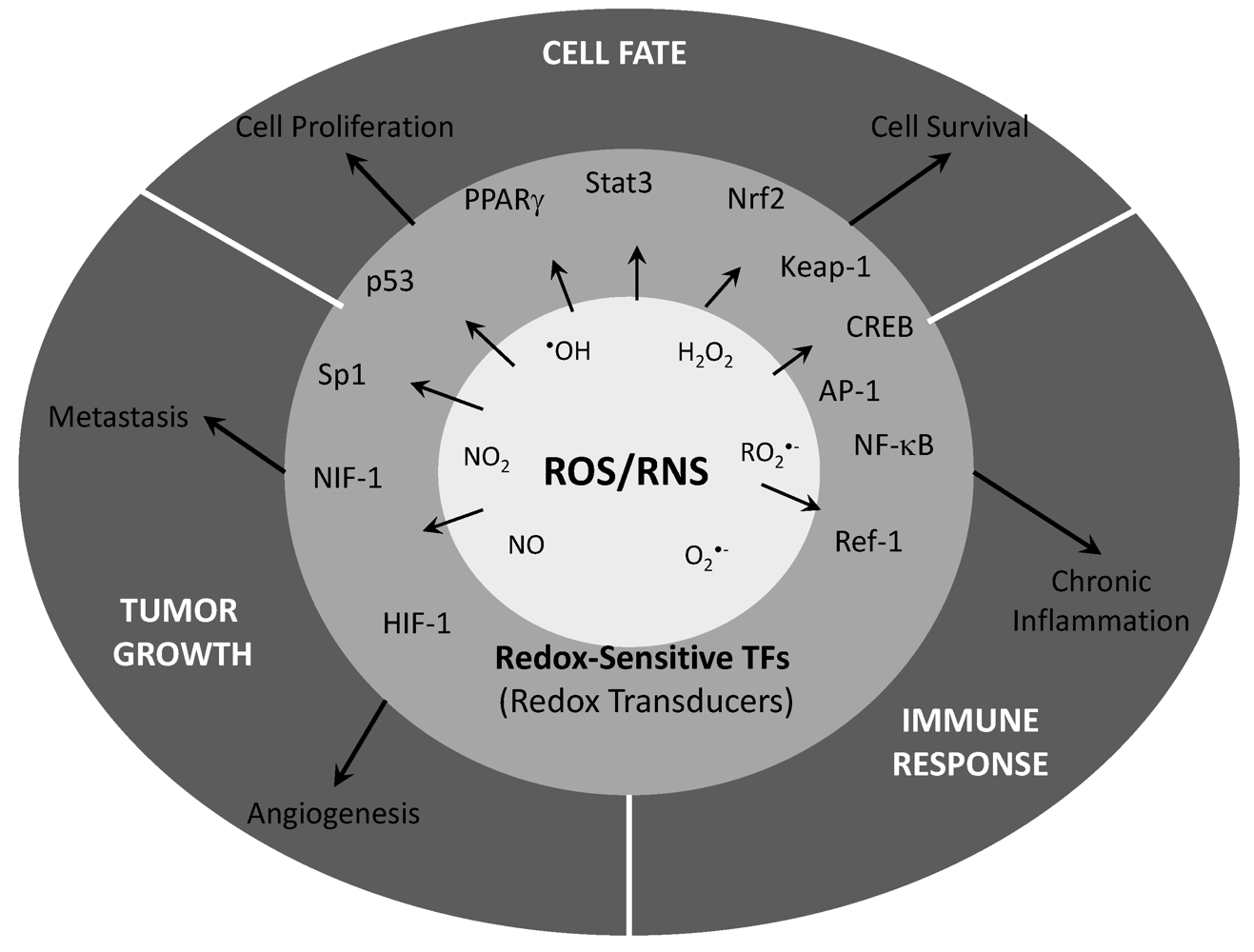 Cancers | Free Full-Text | Radical Decisions in Cancer: Redox 