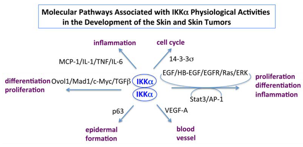 Cancers 05 00170 g002 1024