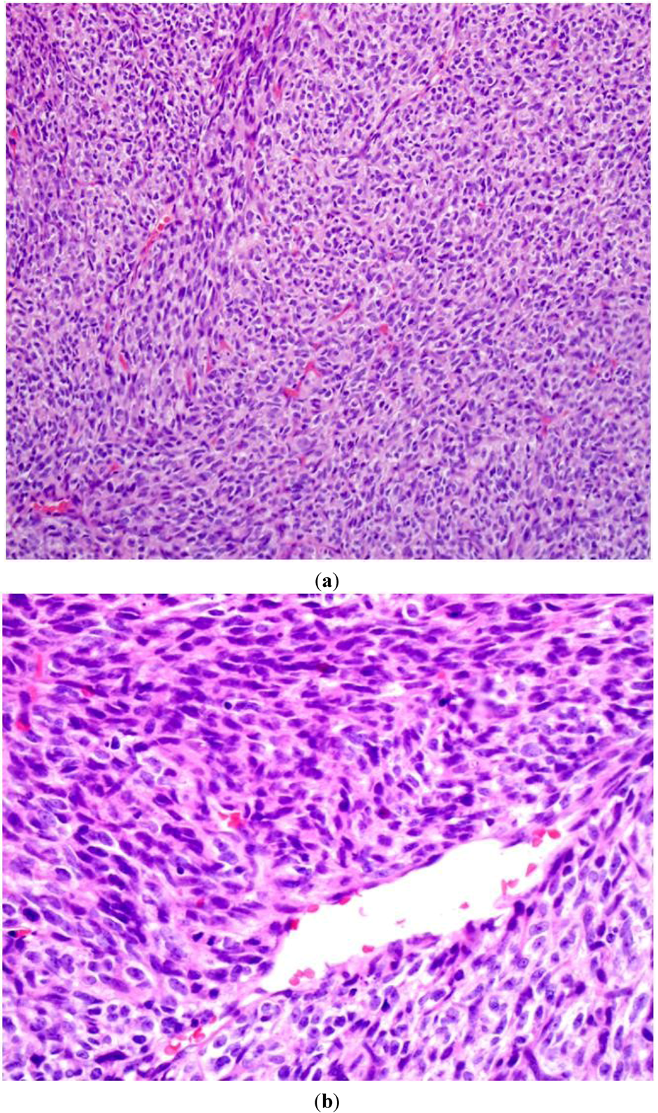 Cancers 05 00519 g002 1024