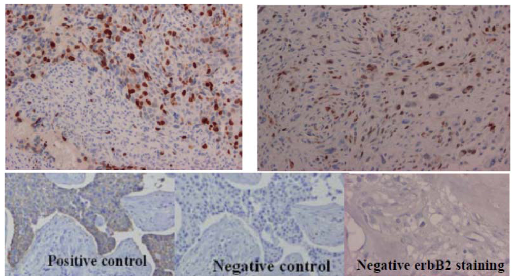 Cancers 05 00662 g004 1024