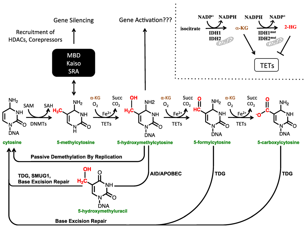 Тимин синтез. Аденилатциклазный механизм Тимин. 5-Methylcytosine. DNA methyltransferase 1. S-Adenosyl Methionine Sam.
