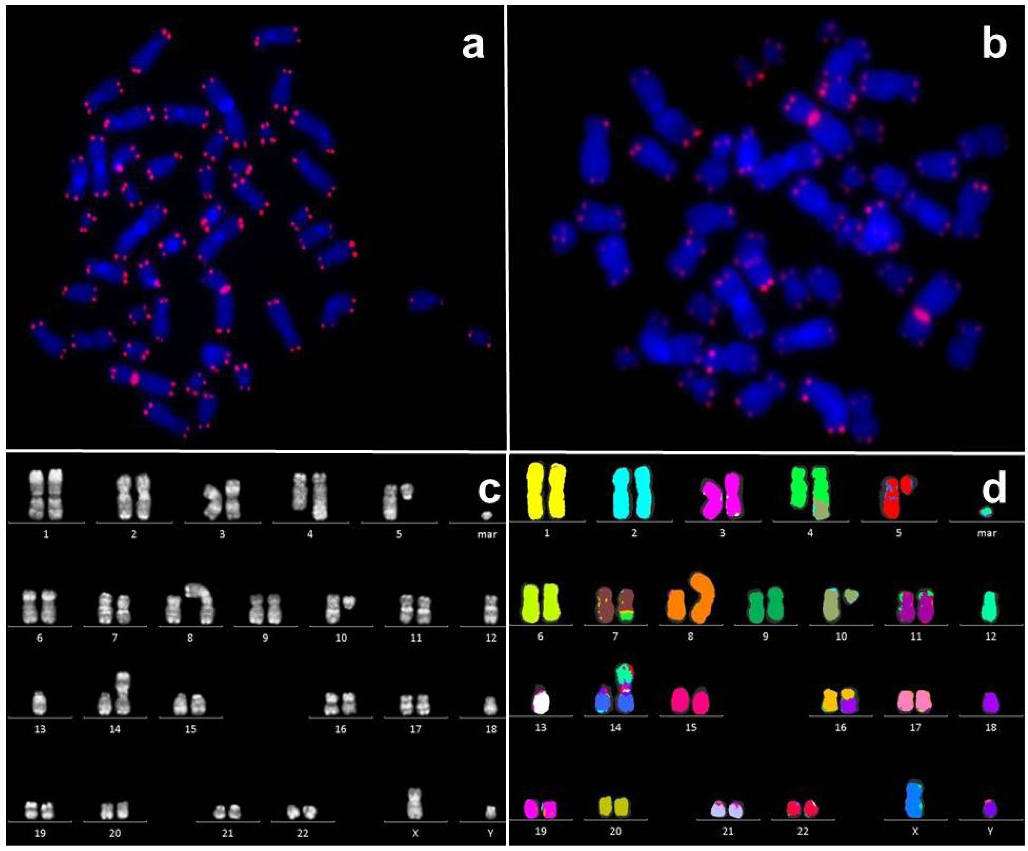 Induction of Chromosomal Instability via ... Biology Diagrams