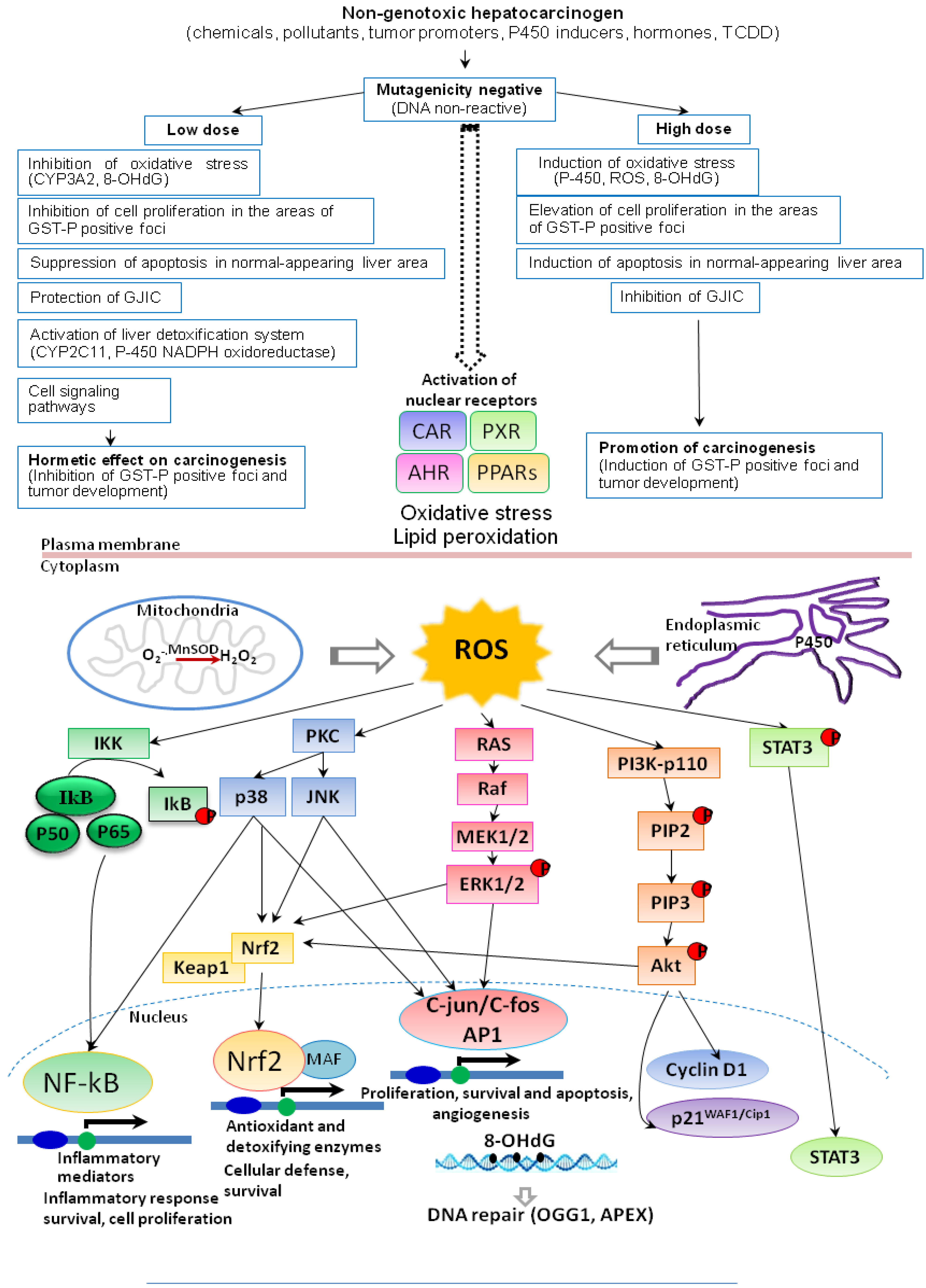Cancers 05 01332 g006