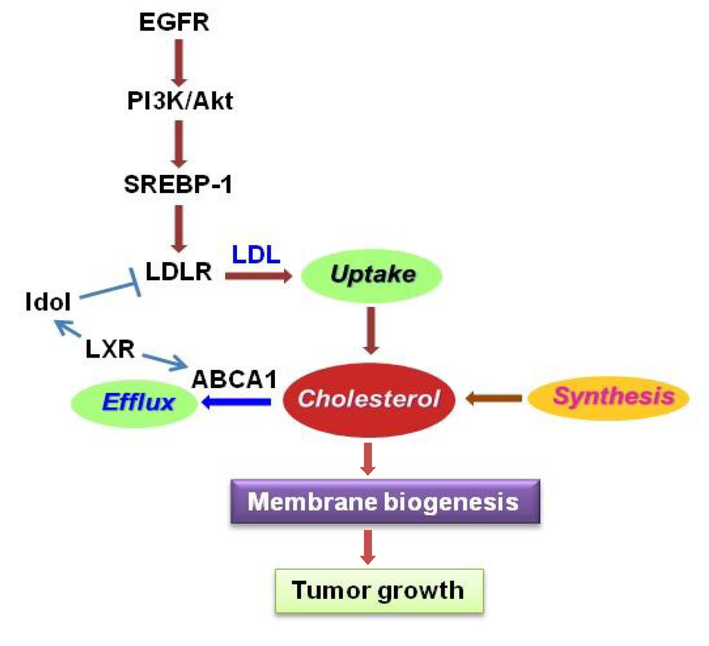 Cancers, Free Full-Text