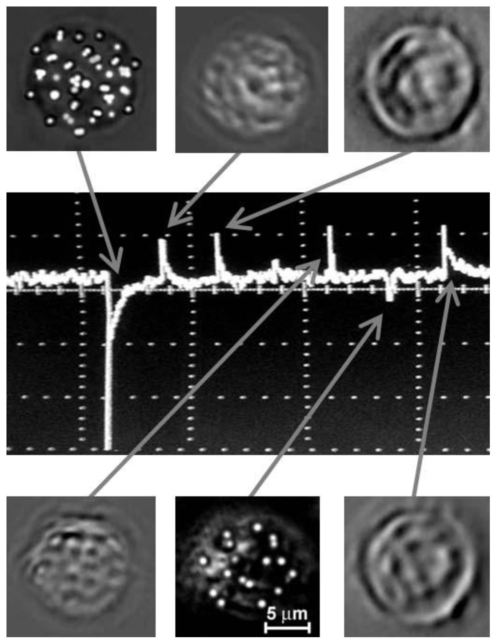 Cancers 05 01691 g027 1024