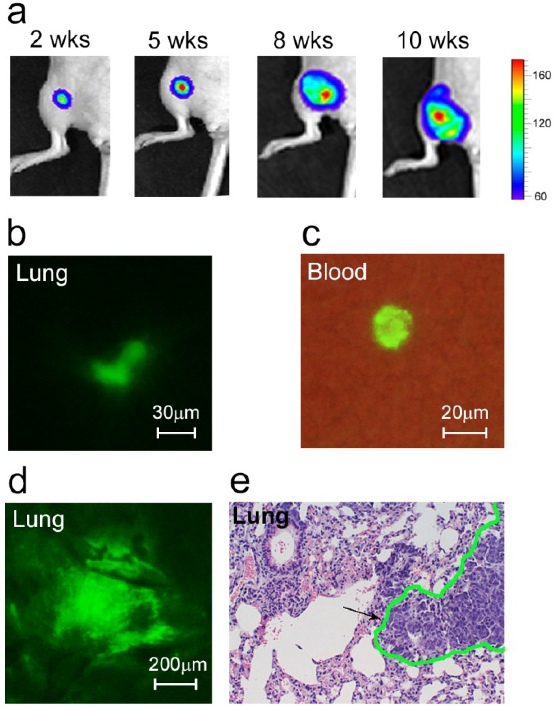 Cancers 06 00128 g001 1024