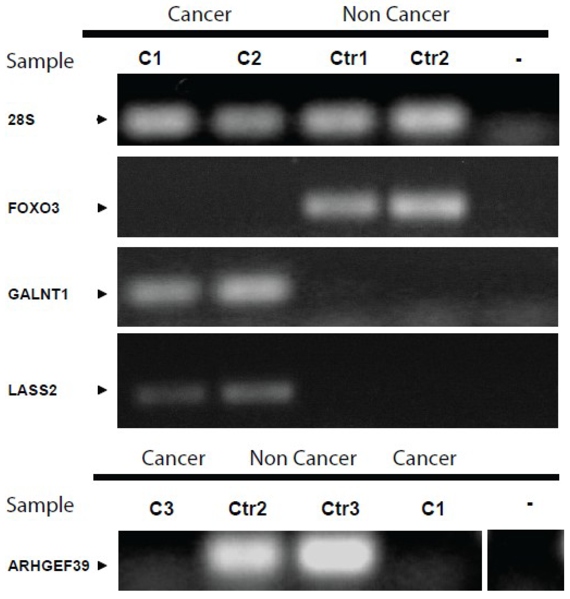 Cancers 06 00179 g003