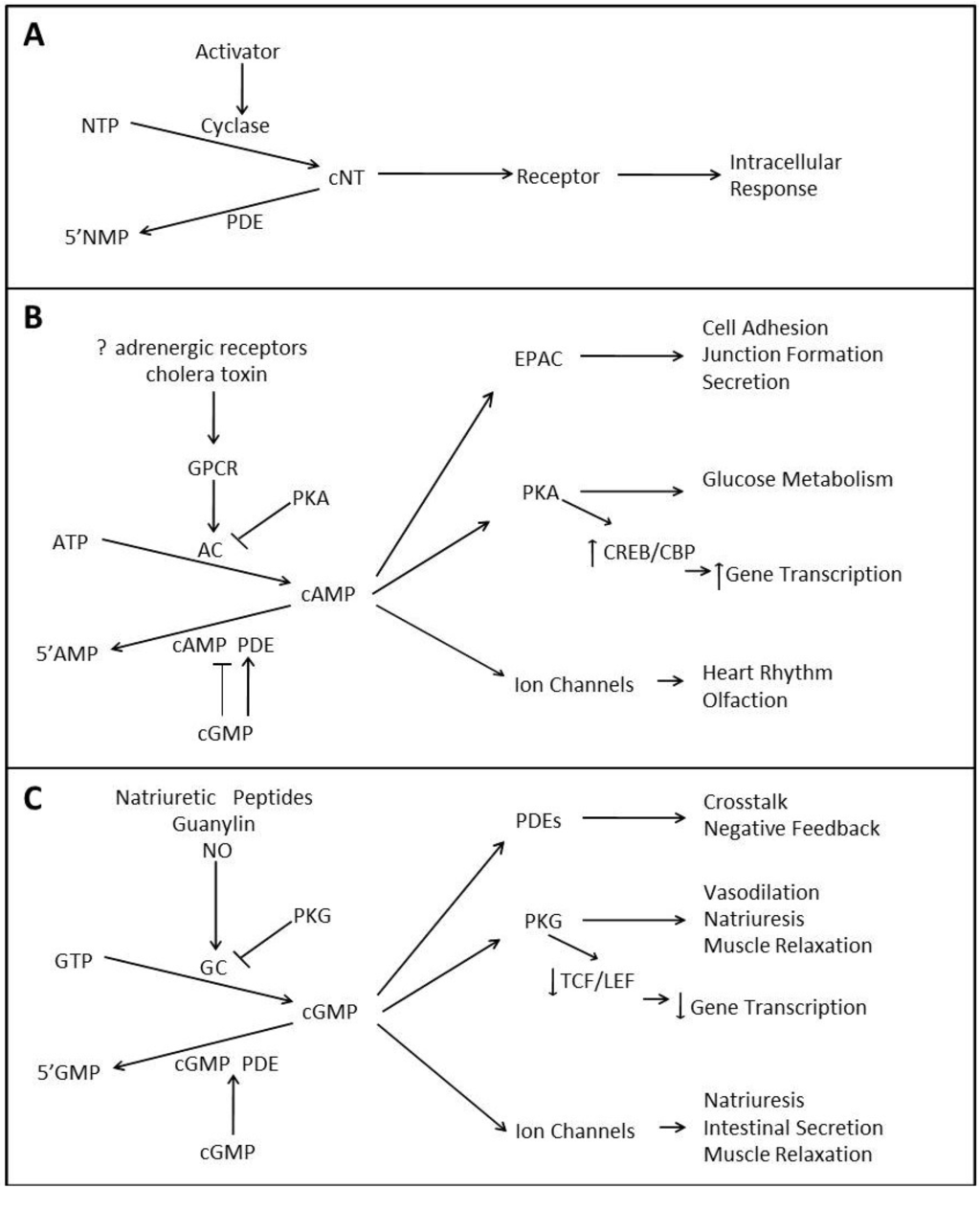 The Role of Cyclic Nucleotide Signaling Pathways in Cancer