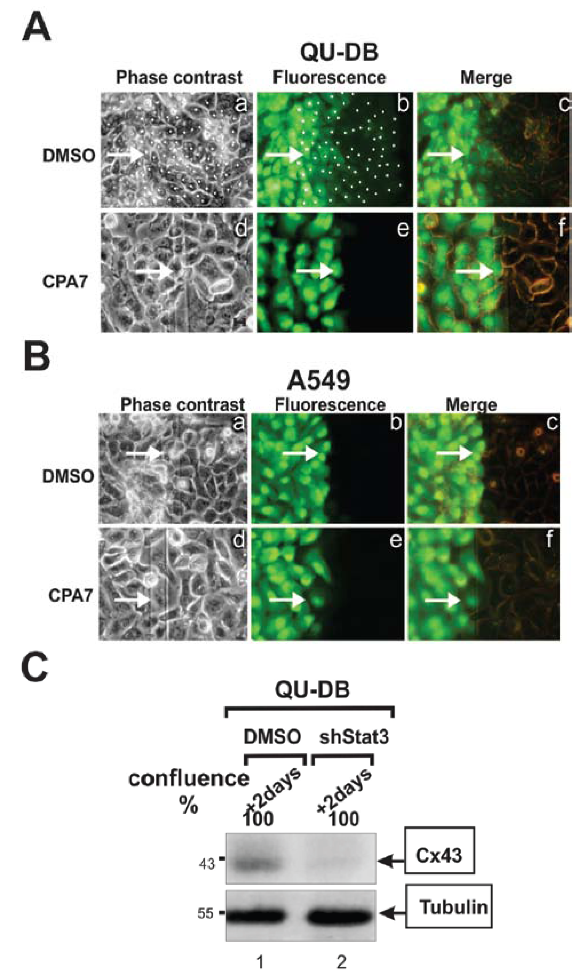 Cancers 06 00646 g002