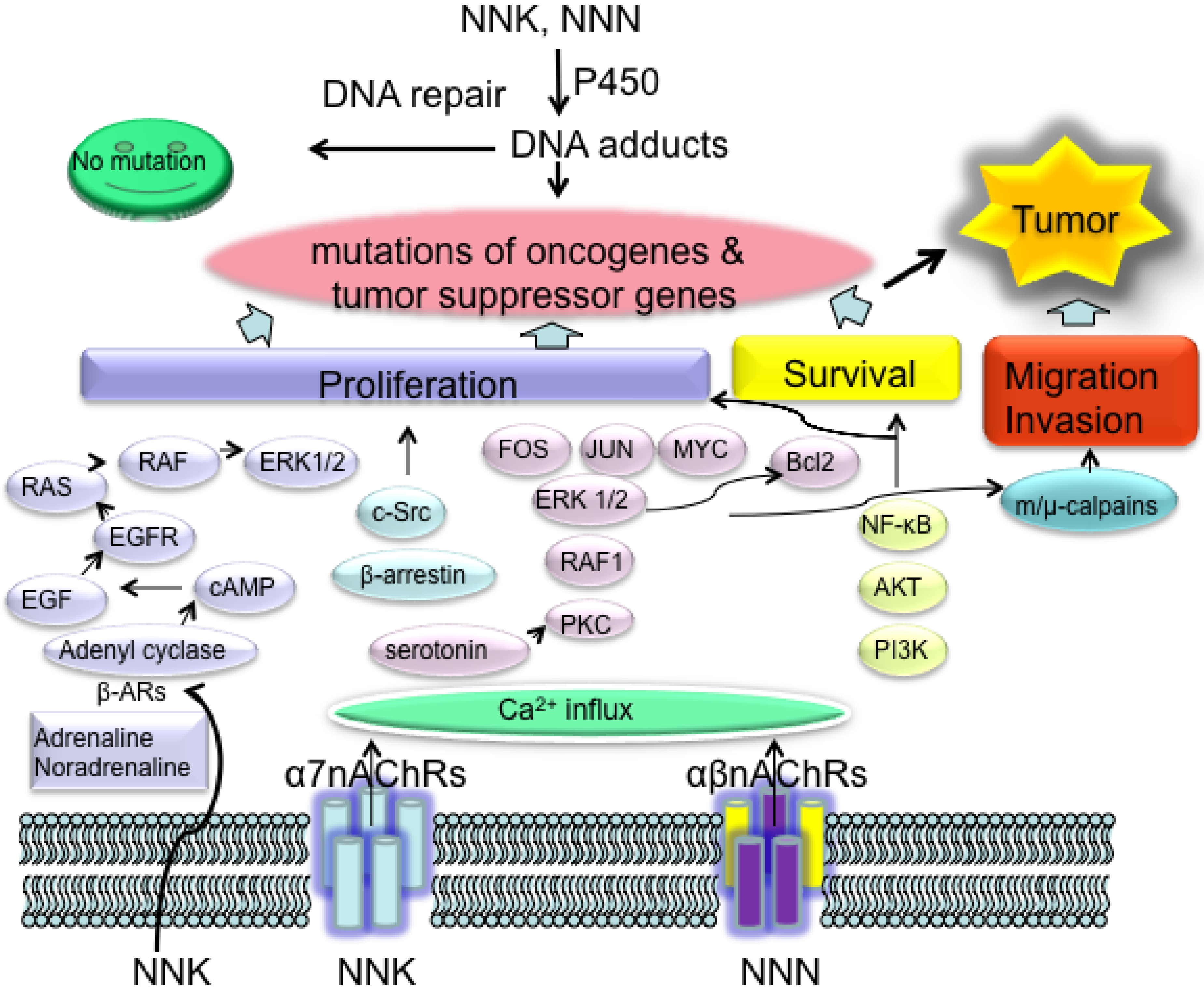 Cancers Free FullText Mechanisms of Cancer Induction by Tobacco