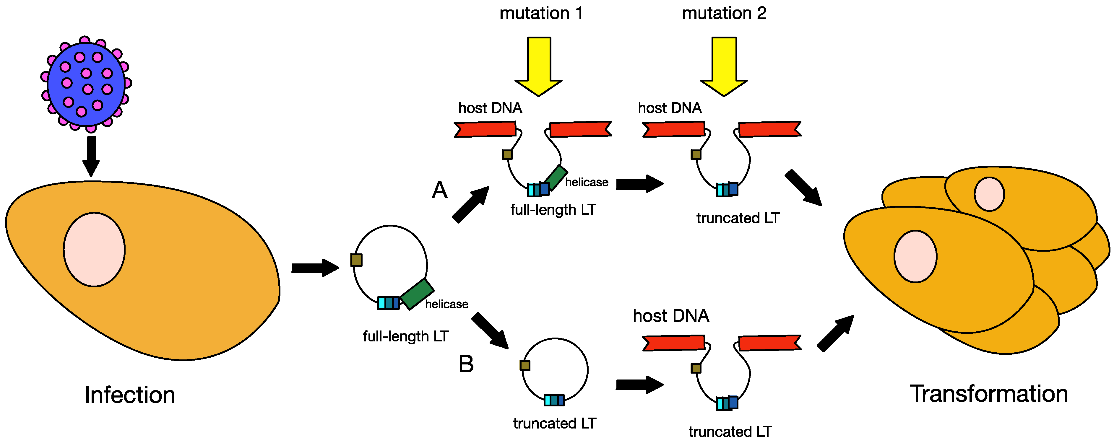 Cancers 06 01267 g007