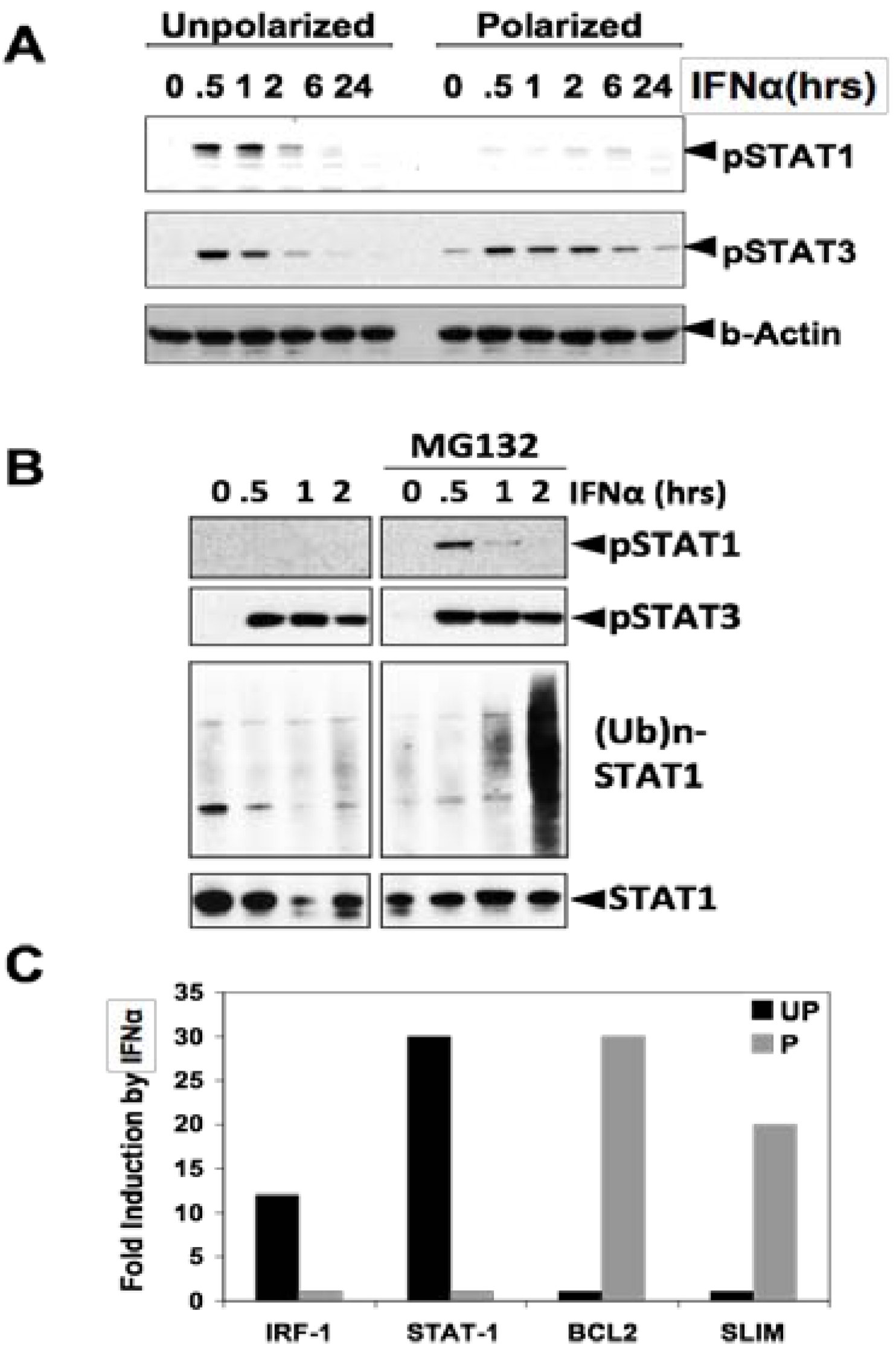 Cancers 06 01394 g001