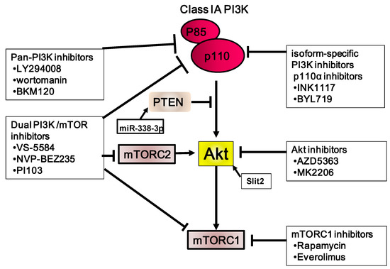 The Role of PI3K/Akt/mTOR Signaling in Gastric Carcinoma