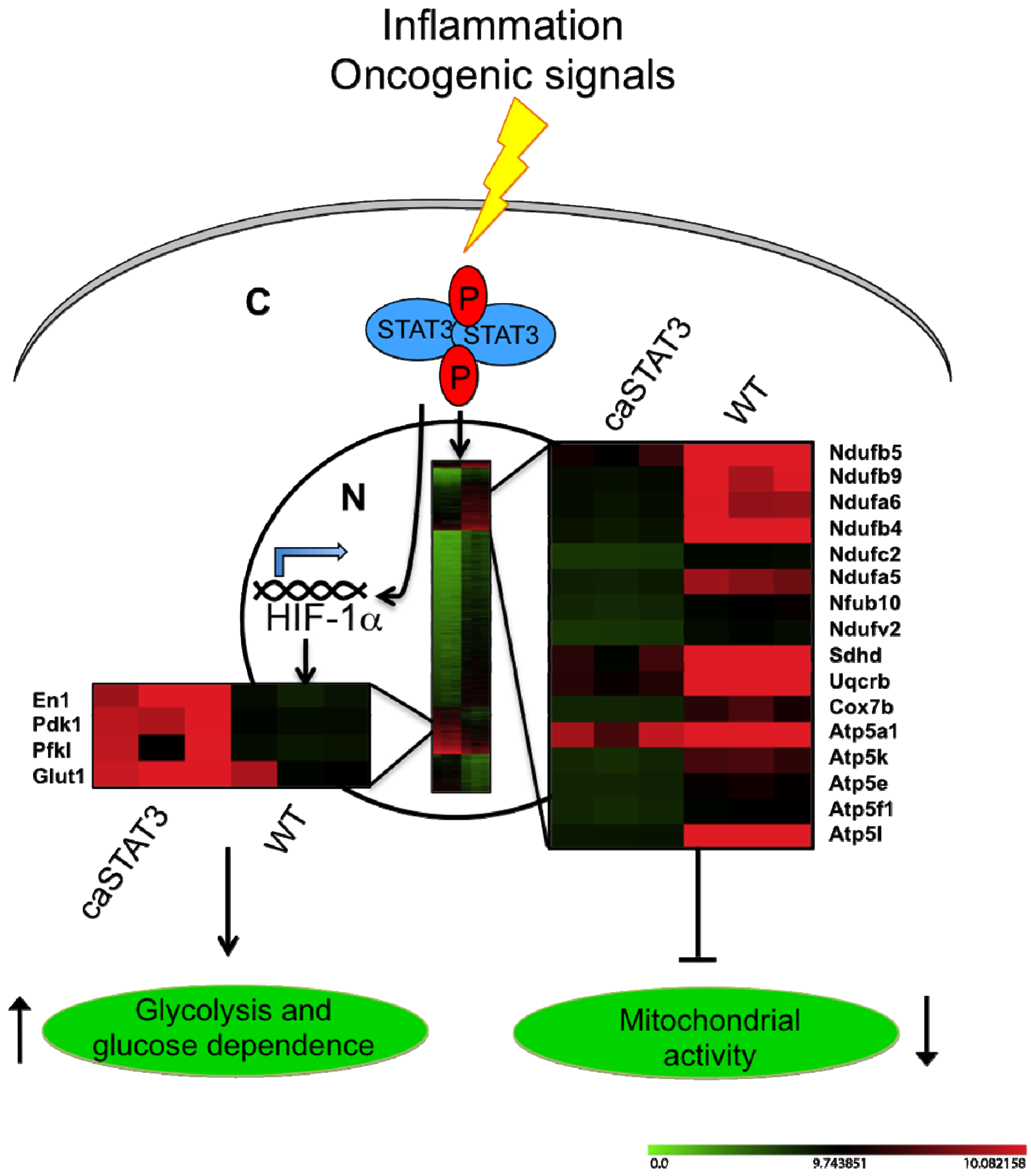 Cancers 06 01579 g004