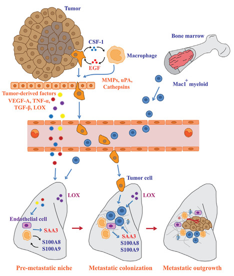Tumor-Associated Macrophages as Major Players in the Tumor Microenvironment