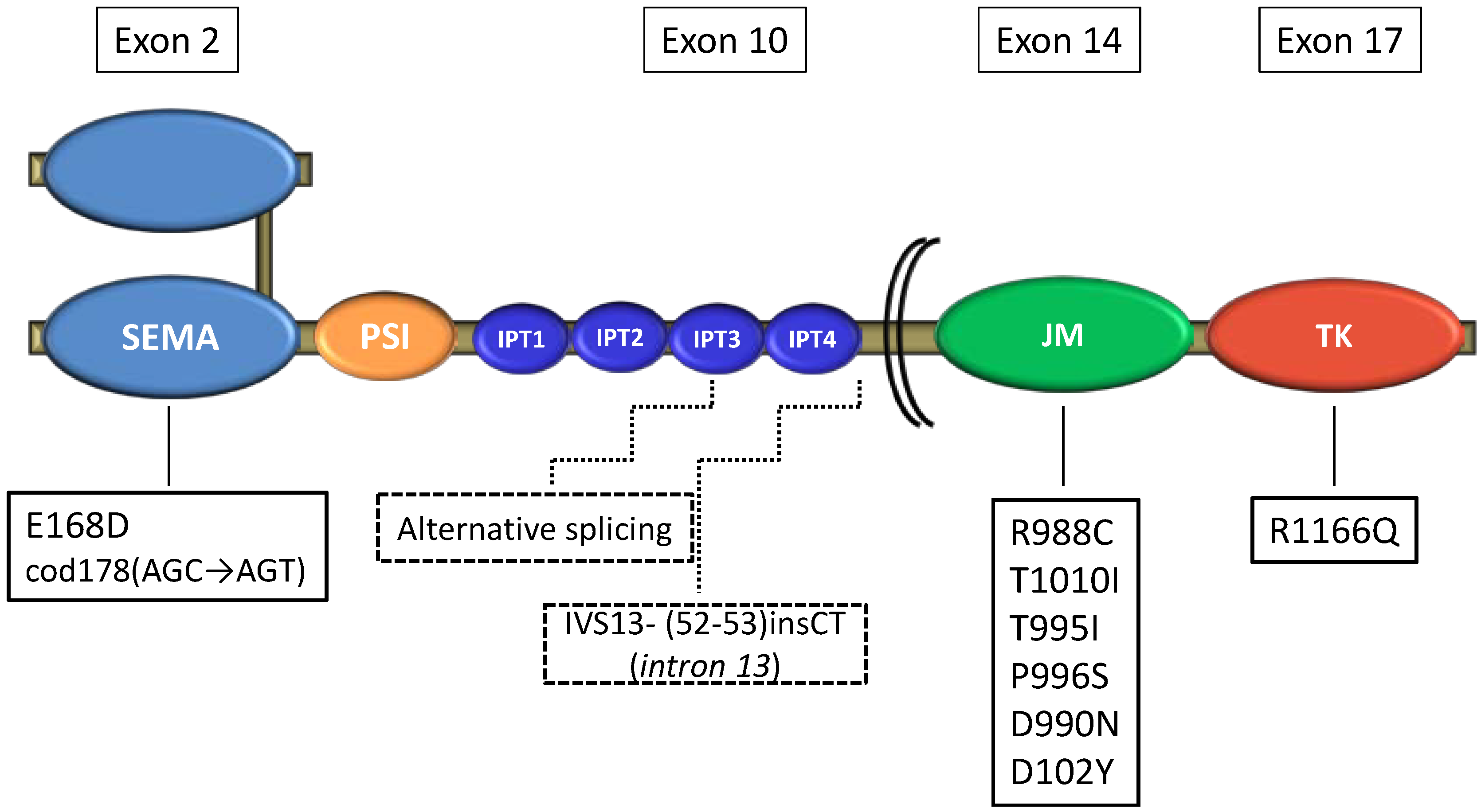 Cancers 06 02100 g001 550