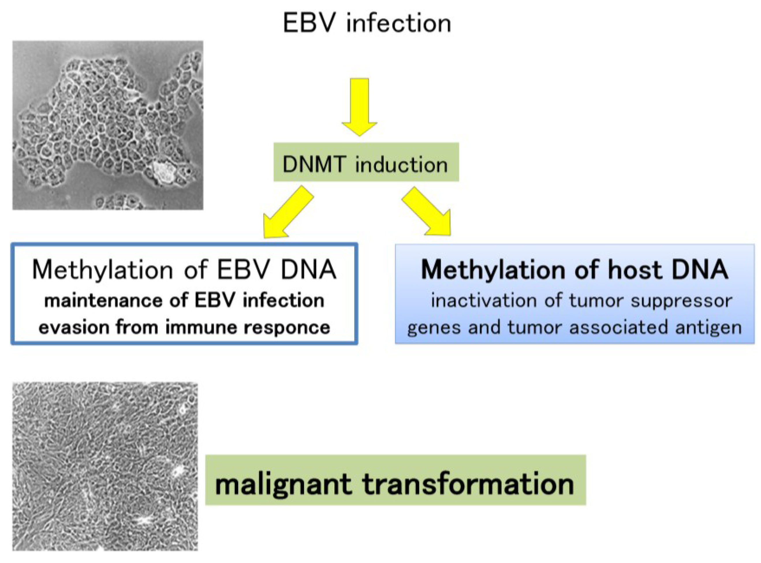 gastric cancer viral infection