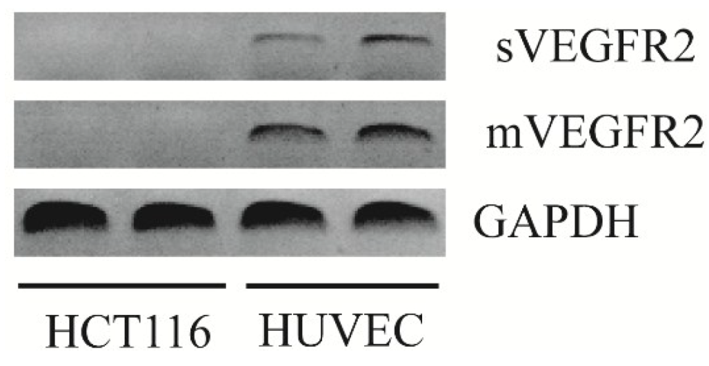 Cancers 06 02330 g001