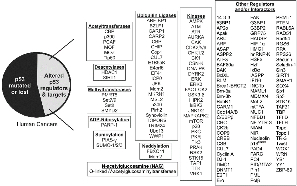 p53 Acetylation: Regulation and Consequences