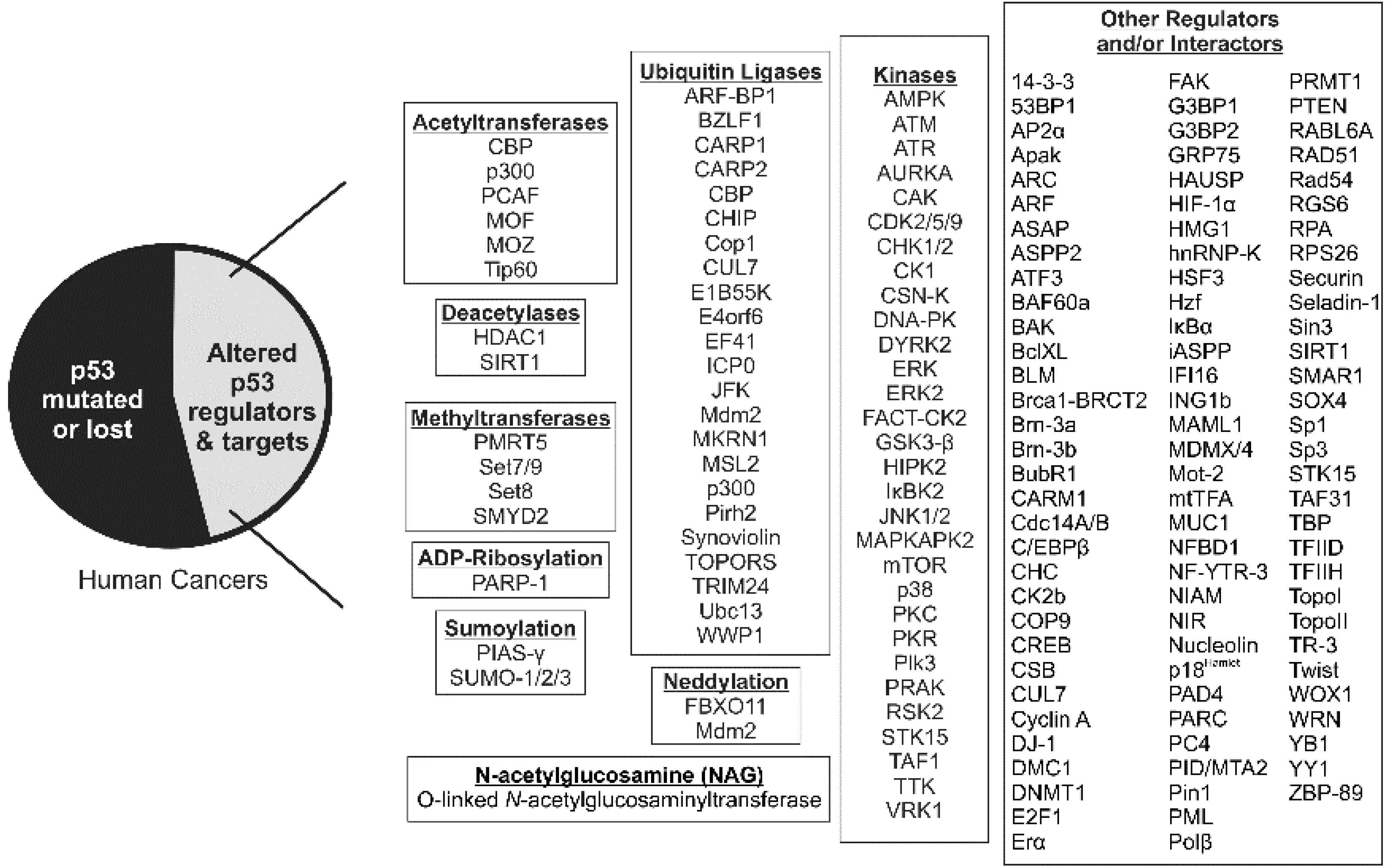 p53 Acetylation: Regulation and Consequences p53 Acetylation: Regulation and Consequences