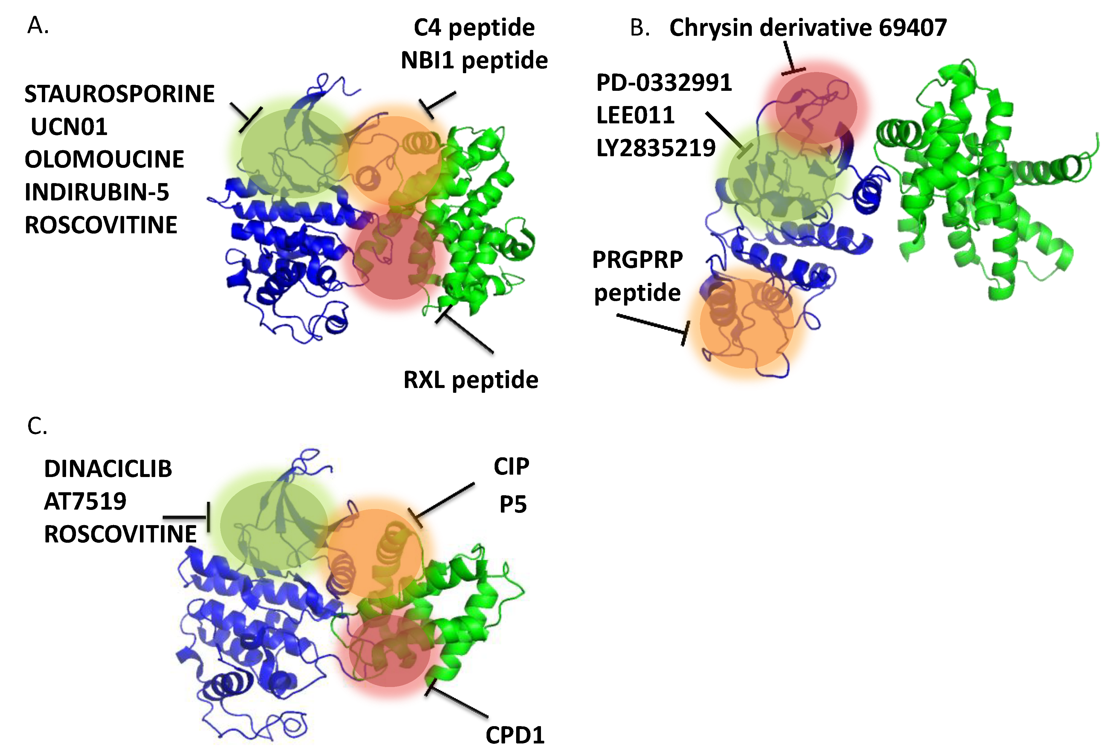 Targeting CyclinDependent Kinases in Human Biology Diagrams