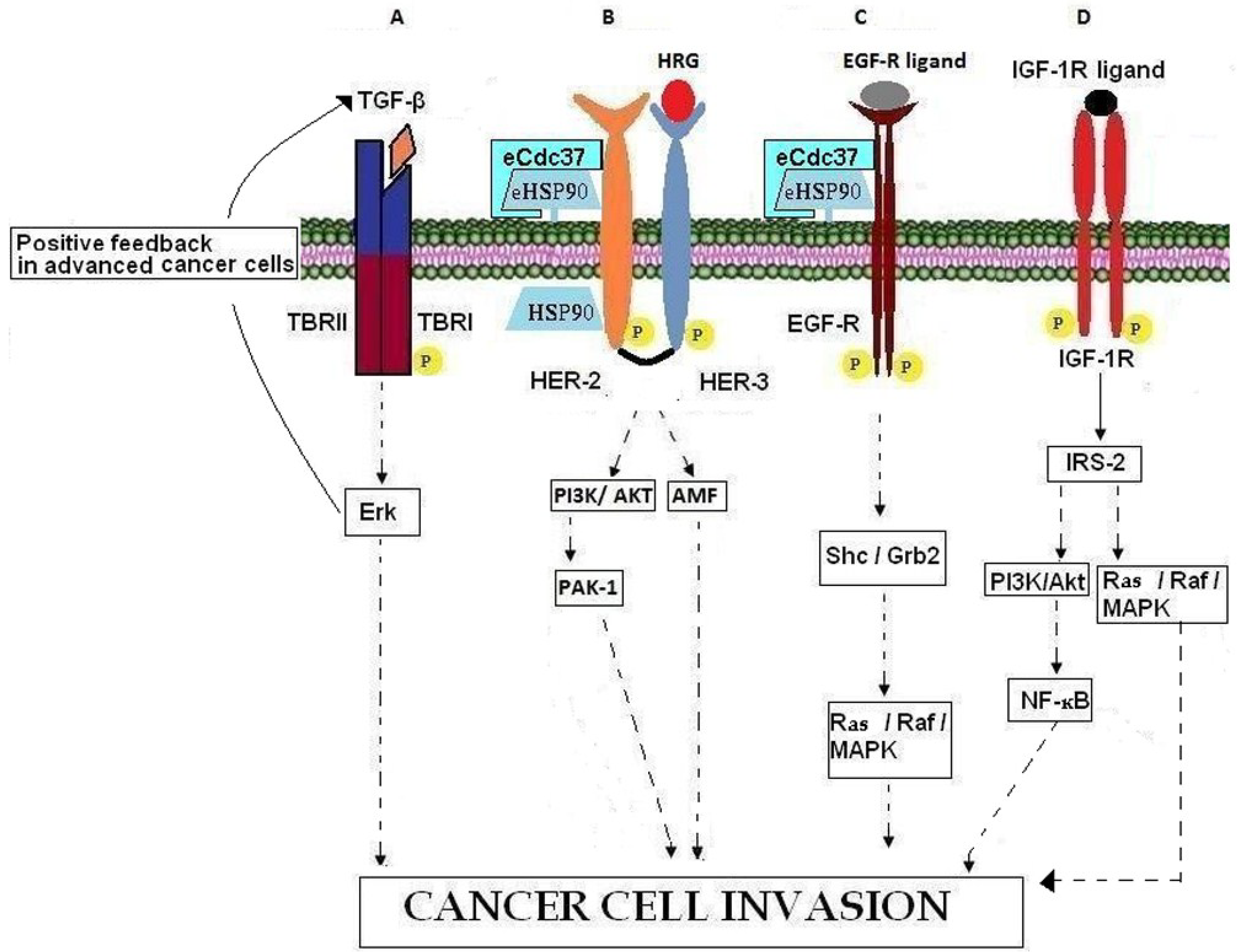 Cancers 07 00238 g002