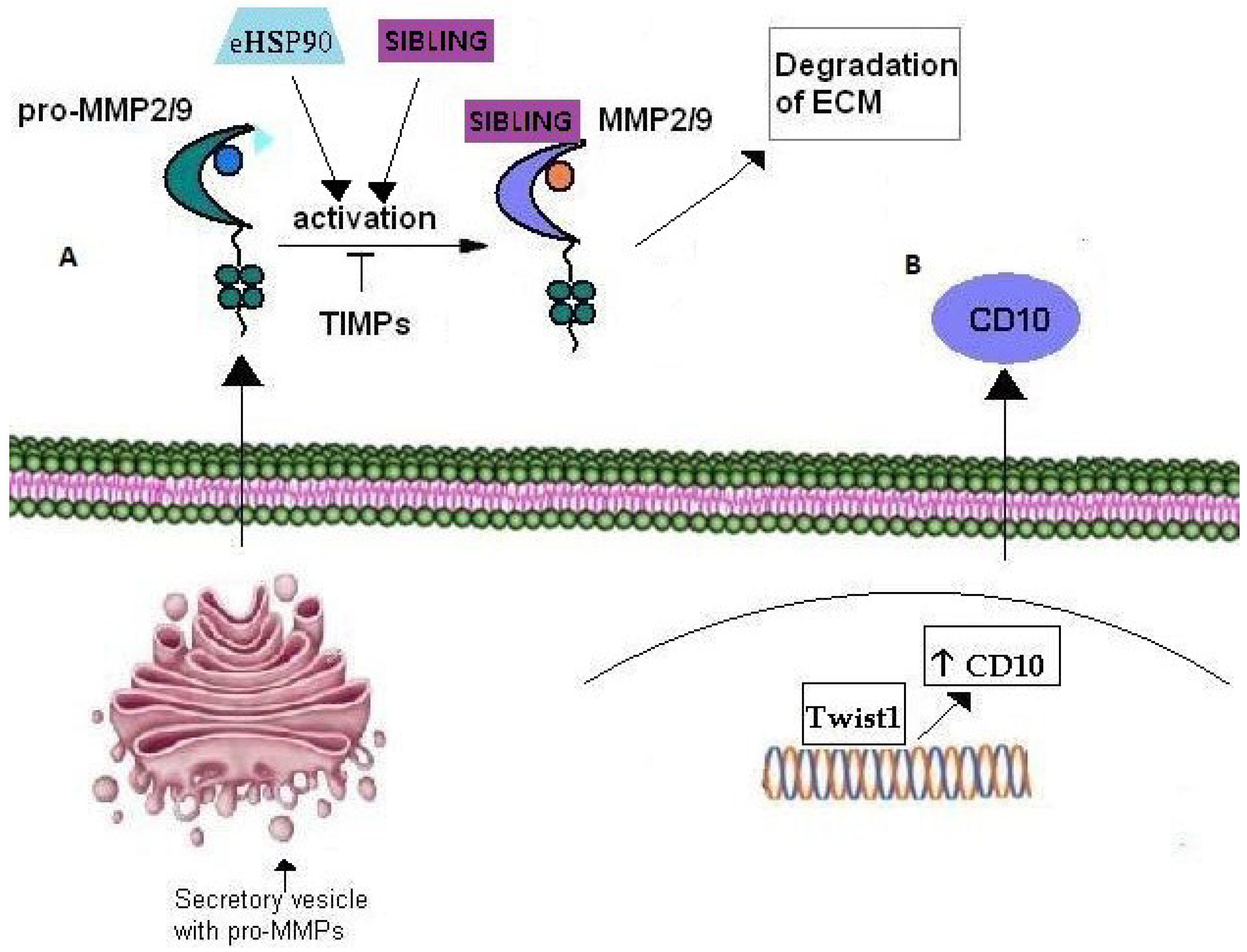 Cancers 07 00238 g003