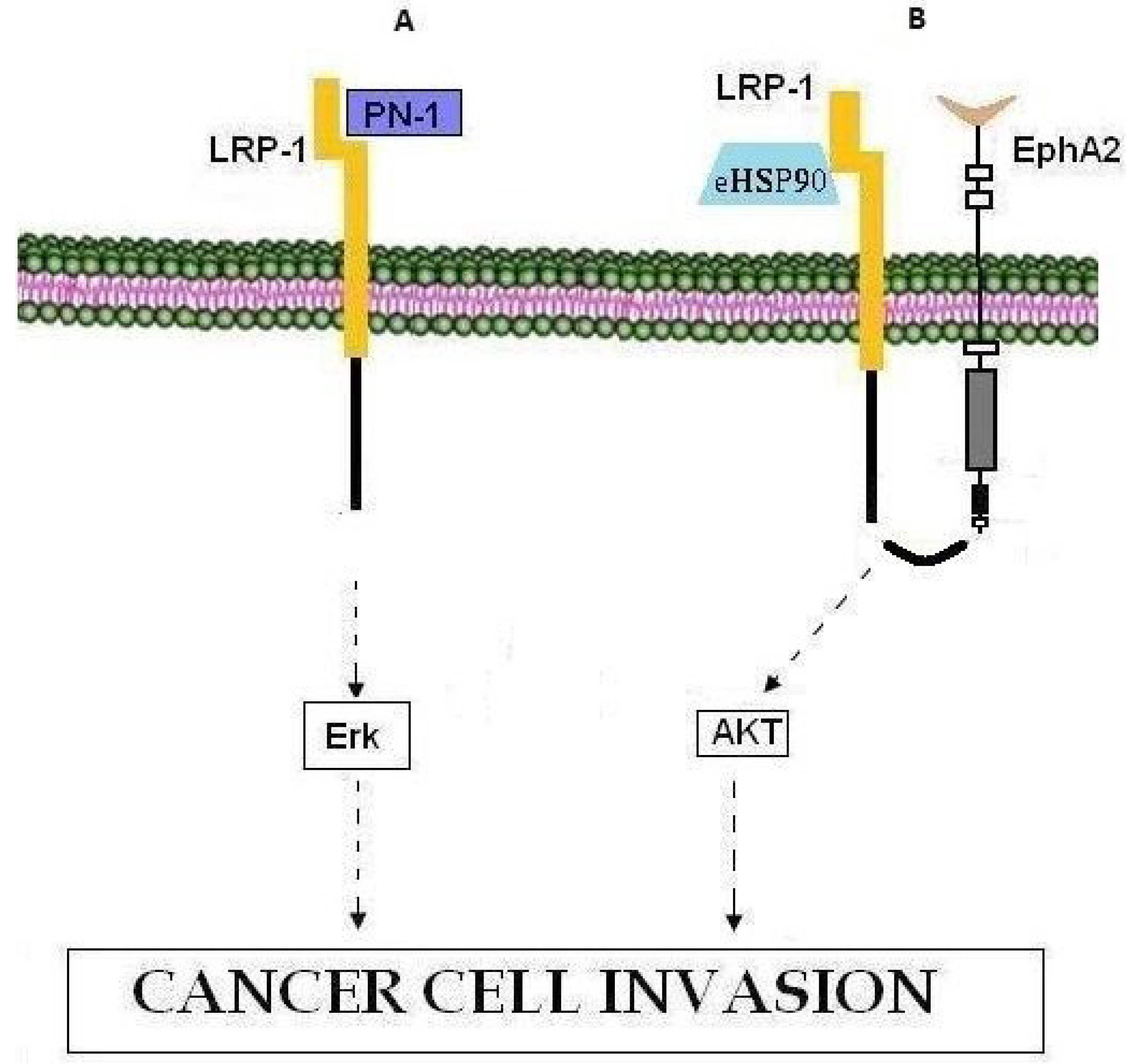 Cancers 07 00238 g004