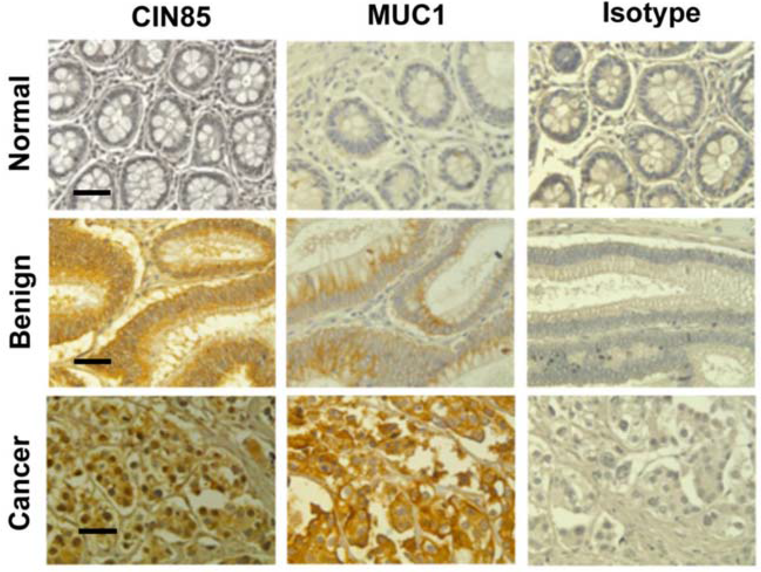 Cancers 07 00342 g001