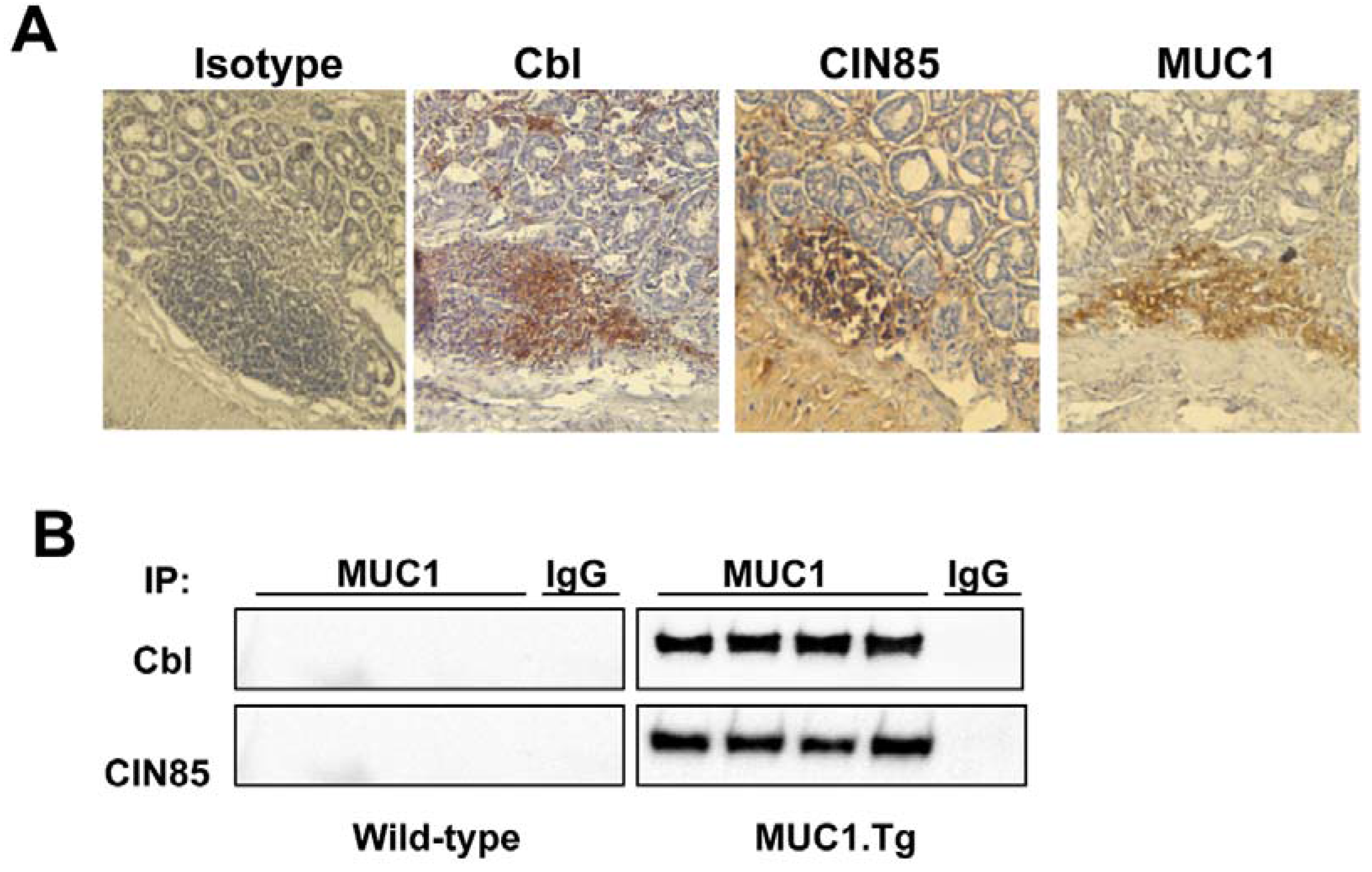 Cancers 07 00342 g004