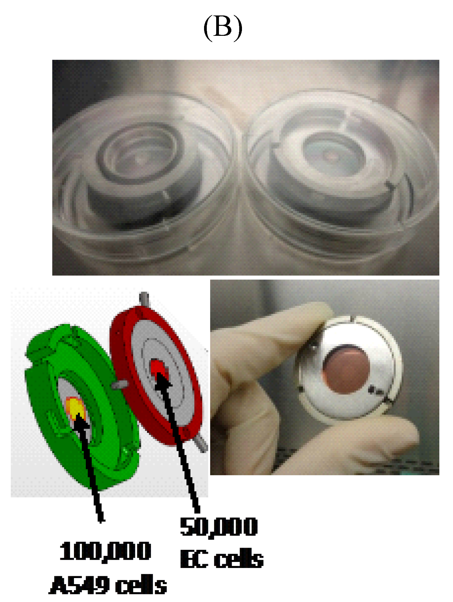 Cancers 07 00481 g001b 550