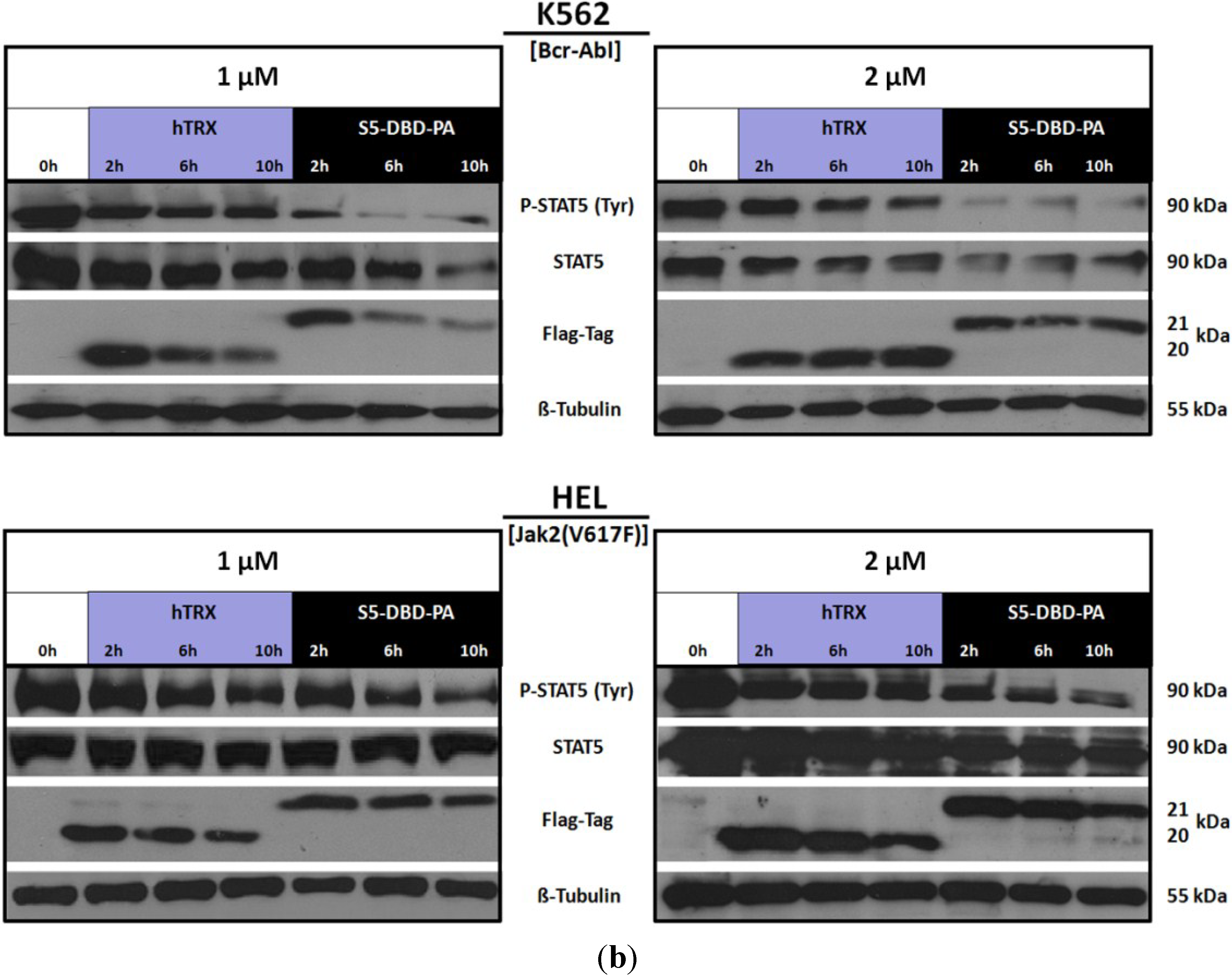 Cancers Free Full Text Stat5 Exerts Distinct Vital Functions In The Cytoplasm And Nucleus Of r Abl K562 And Jak2 V617f Hel Leukemia Cells Html