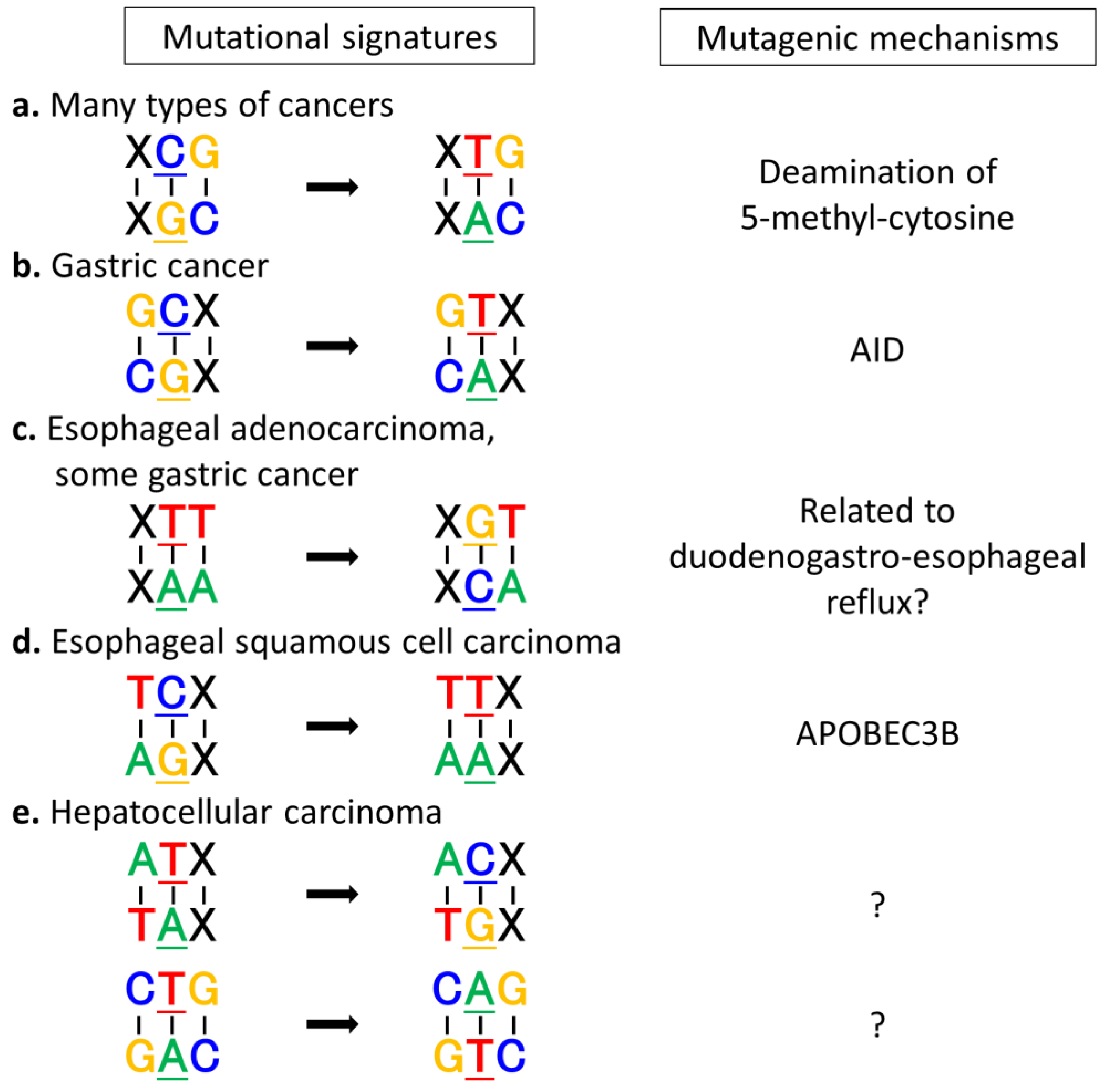 Cancers Free Full Text Exploring The Mechanisms Of Gastrointestinal Cancer Development Using Deep Sequencing Analysis Html