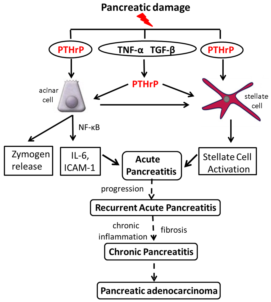 Cancers Special Issue Targeted Intervention for Pancreatic Cancer